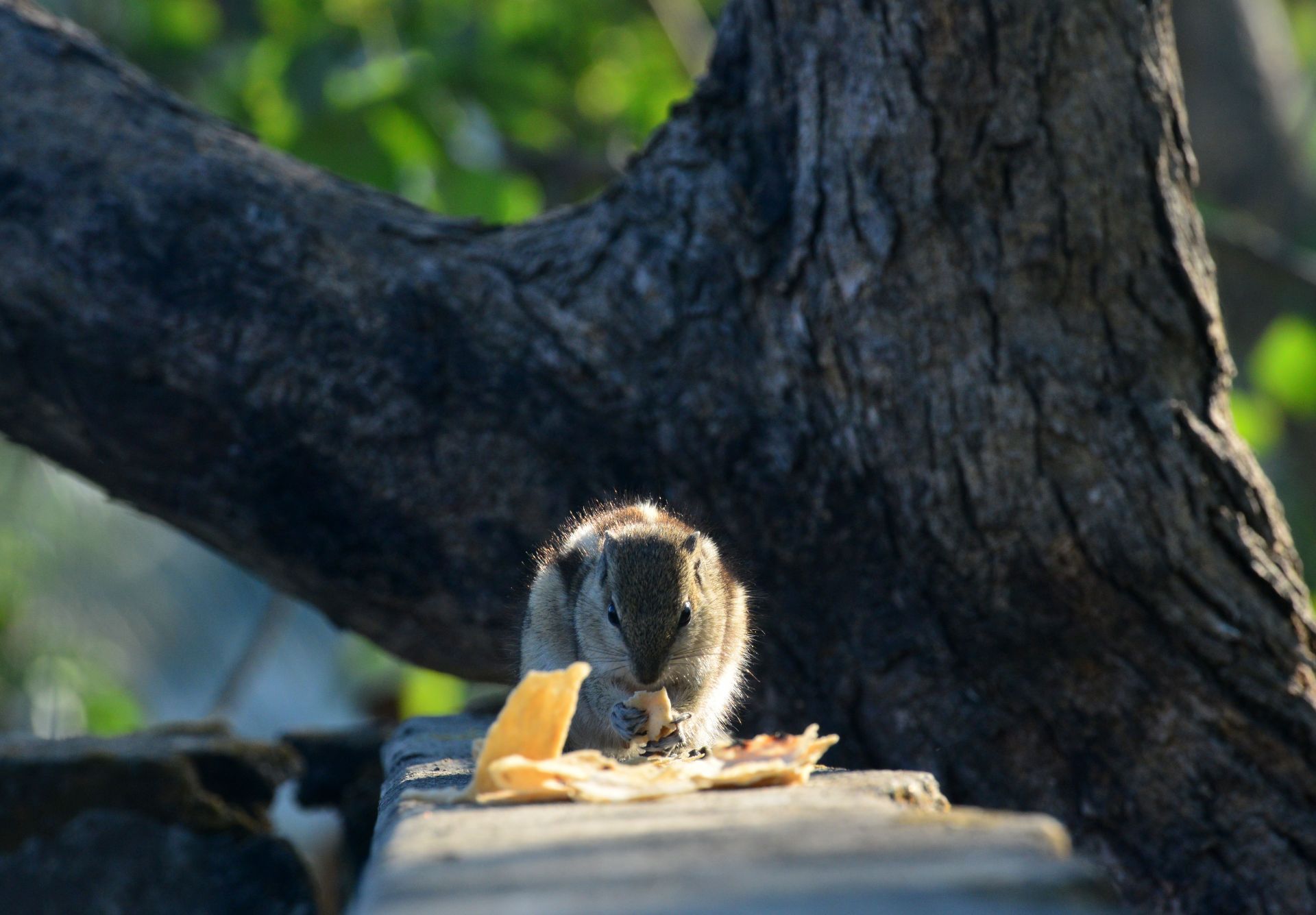 A Squirrel Eats Food - Source: Getty