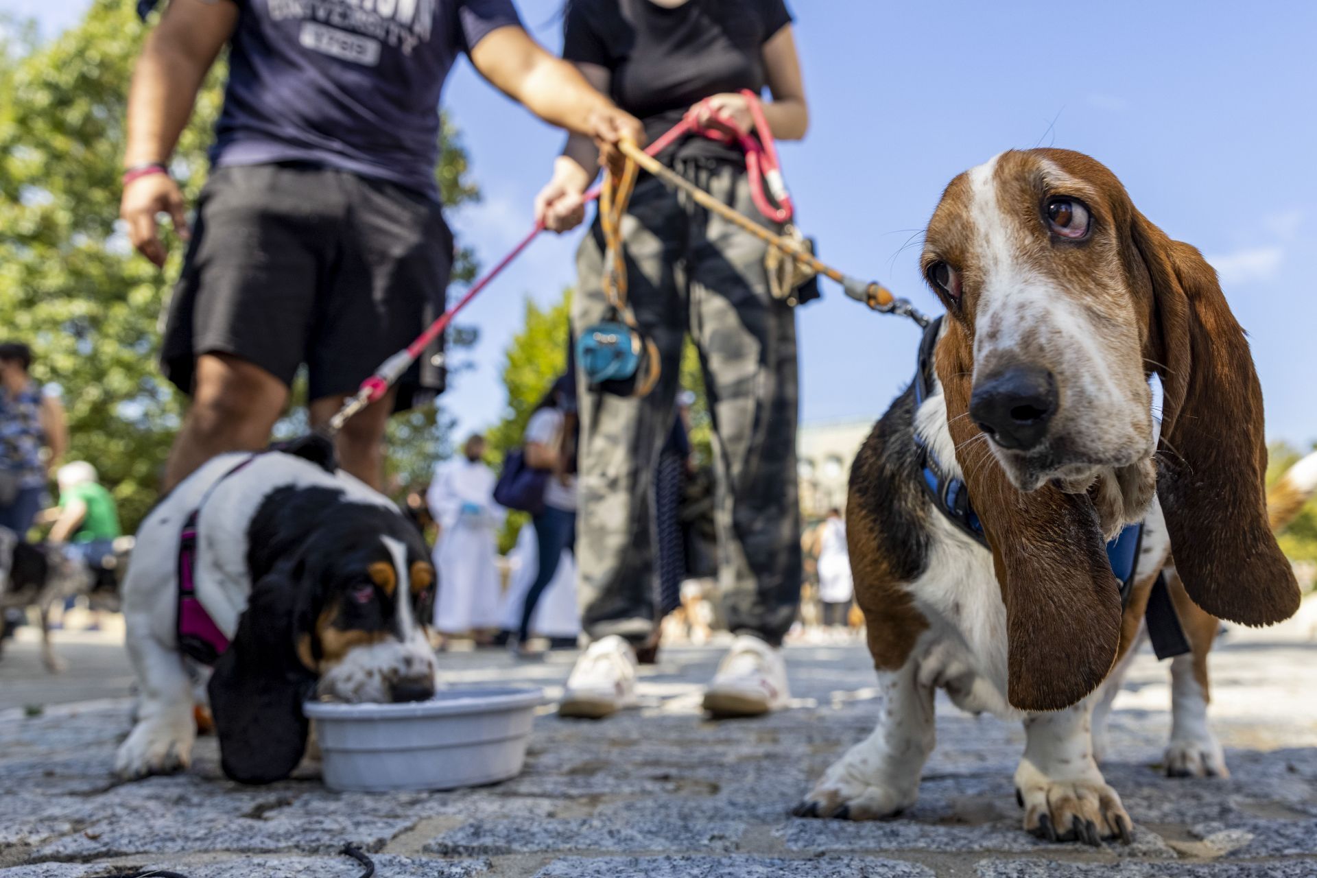 Washington National Cathedral Holds Annual Blessing Of The Animals - Source: Getty