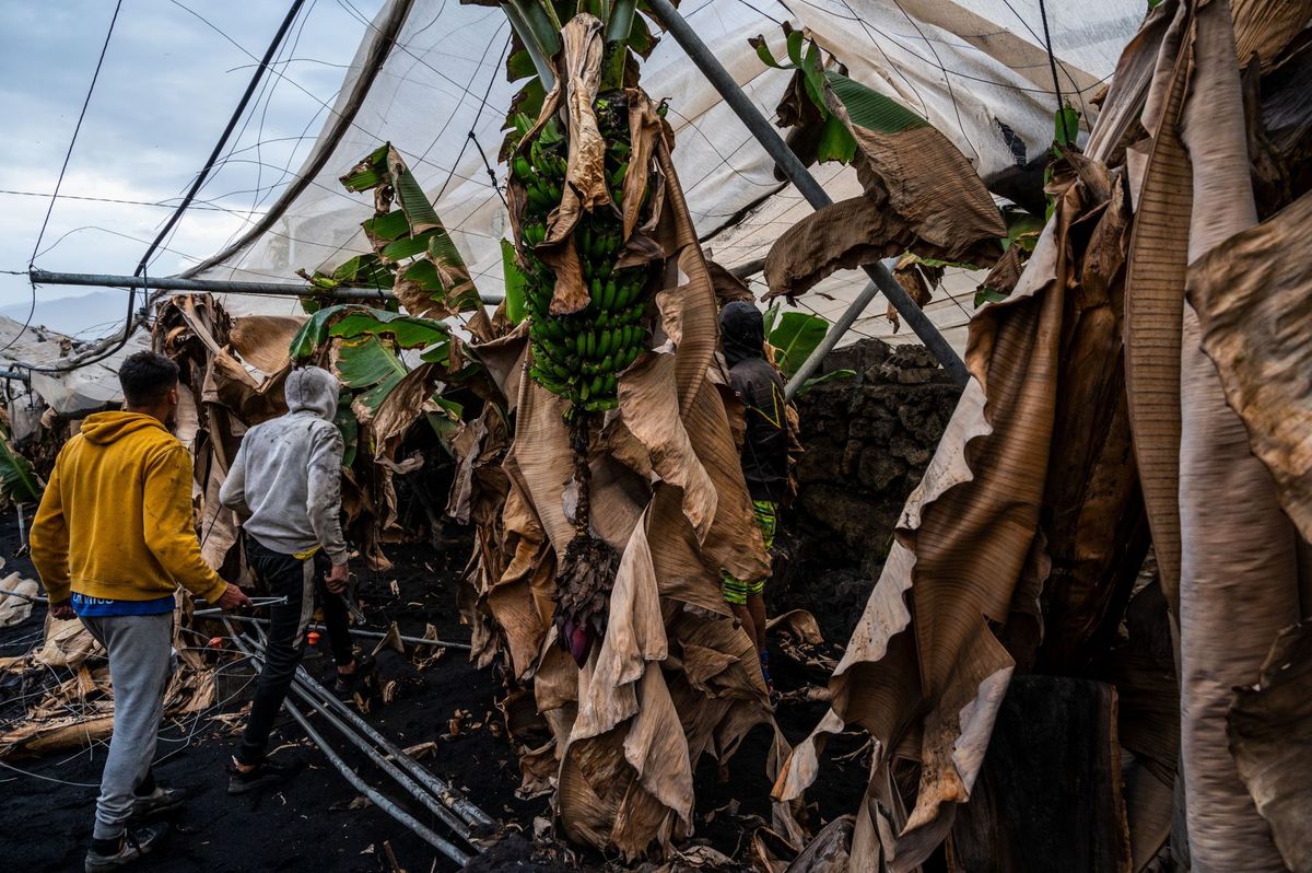 La Palma 5 chilling facts about the 2021 La Palma Island volcanic