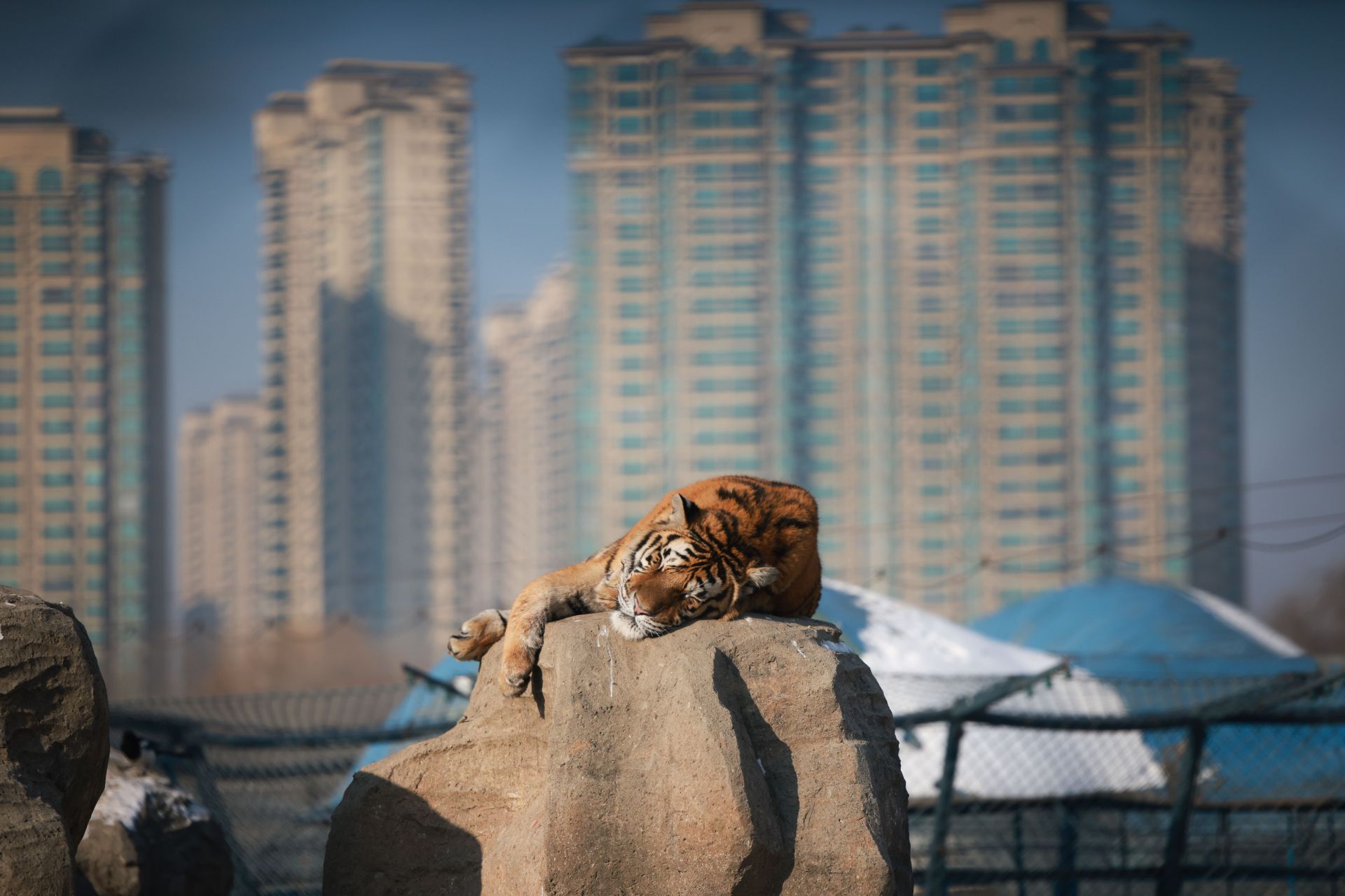 Harbin Tigers Garden - Source: Getty