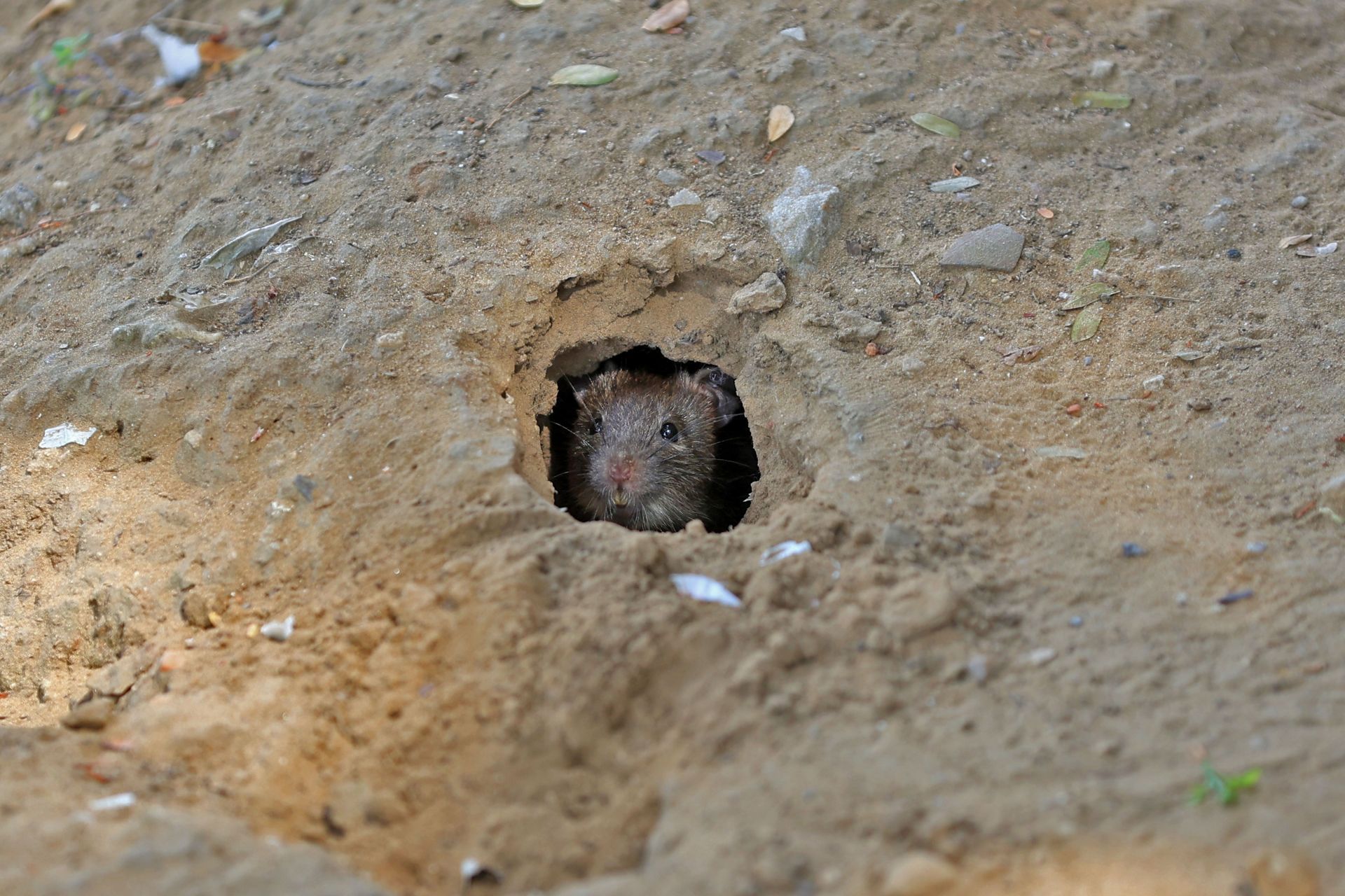 2 Days Campaign To Wipe Out Rodents  In Jaipur - Source: Getty