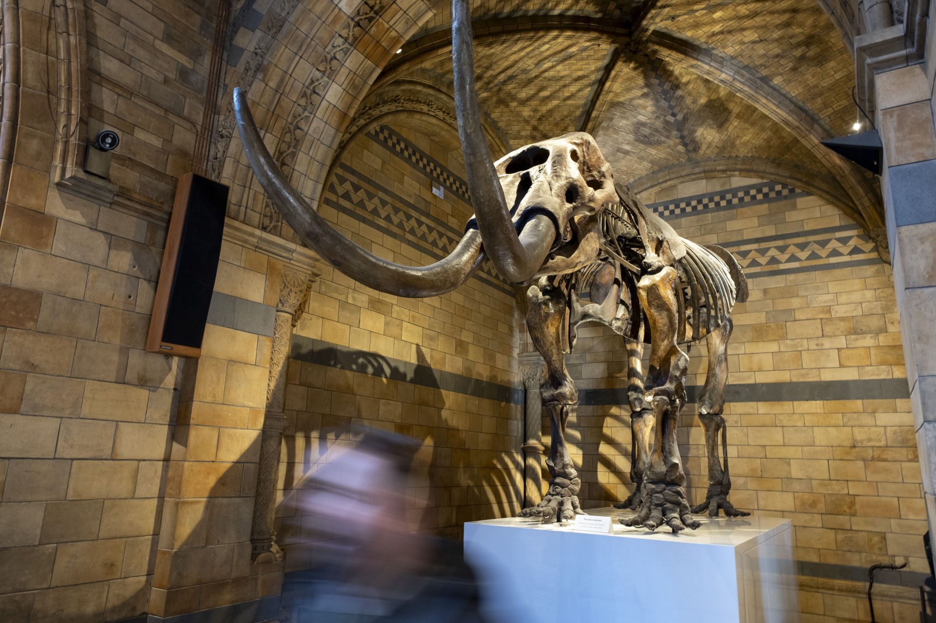 When did the Mastodon go extinct? New York man finds Mastodon fossil ...