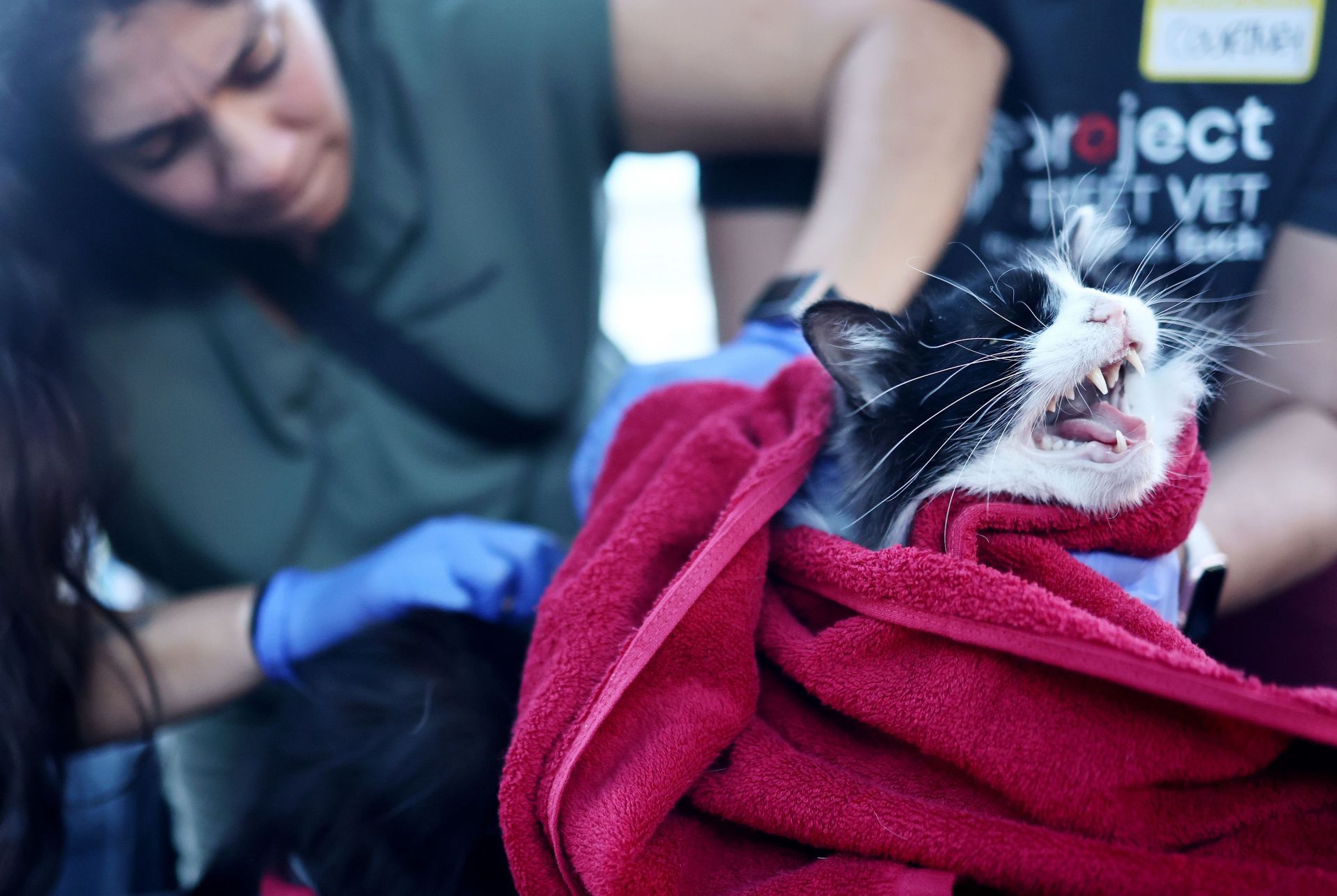 Outreach Group In L.A. Provides Veterinary Care To Pets With Owners Living On The Streets - Source: Getty