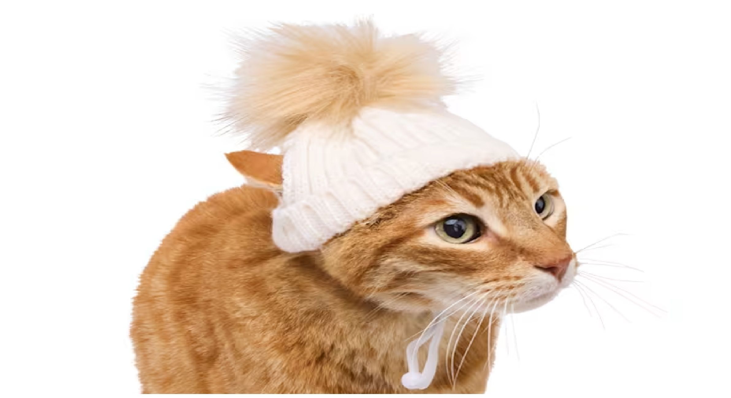 Beanie (Image via Petco)