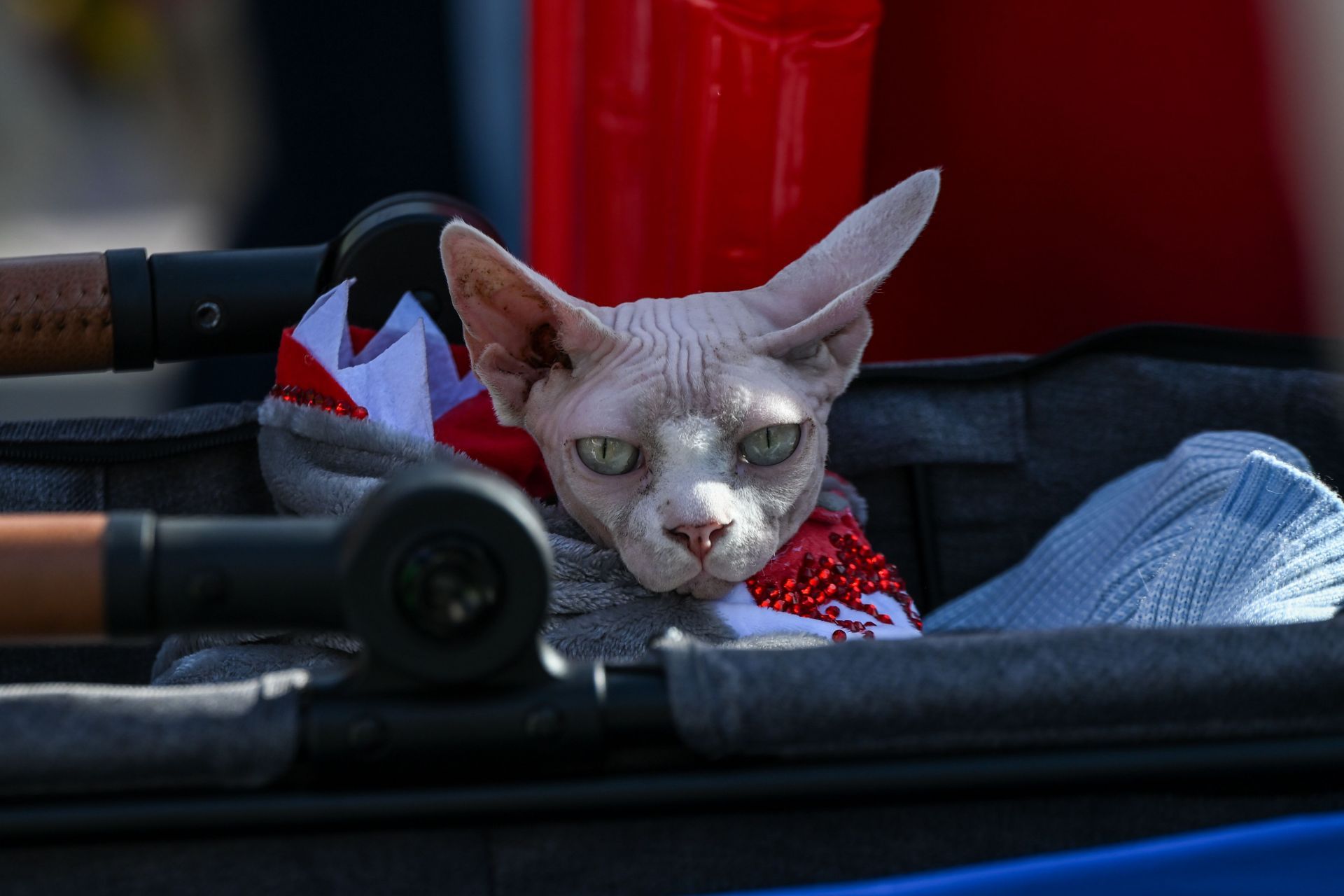 Sunnyvale Halloween Pet Parade - Source: Getty