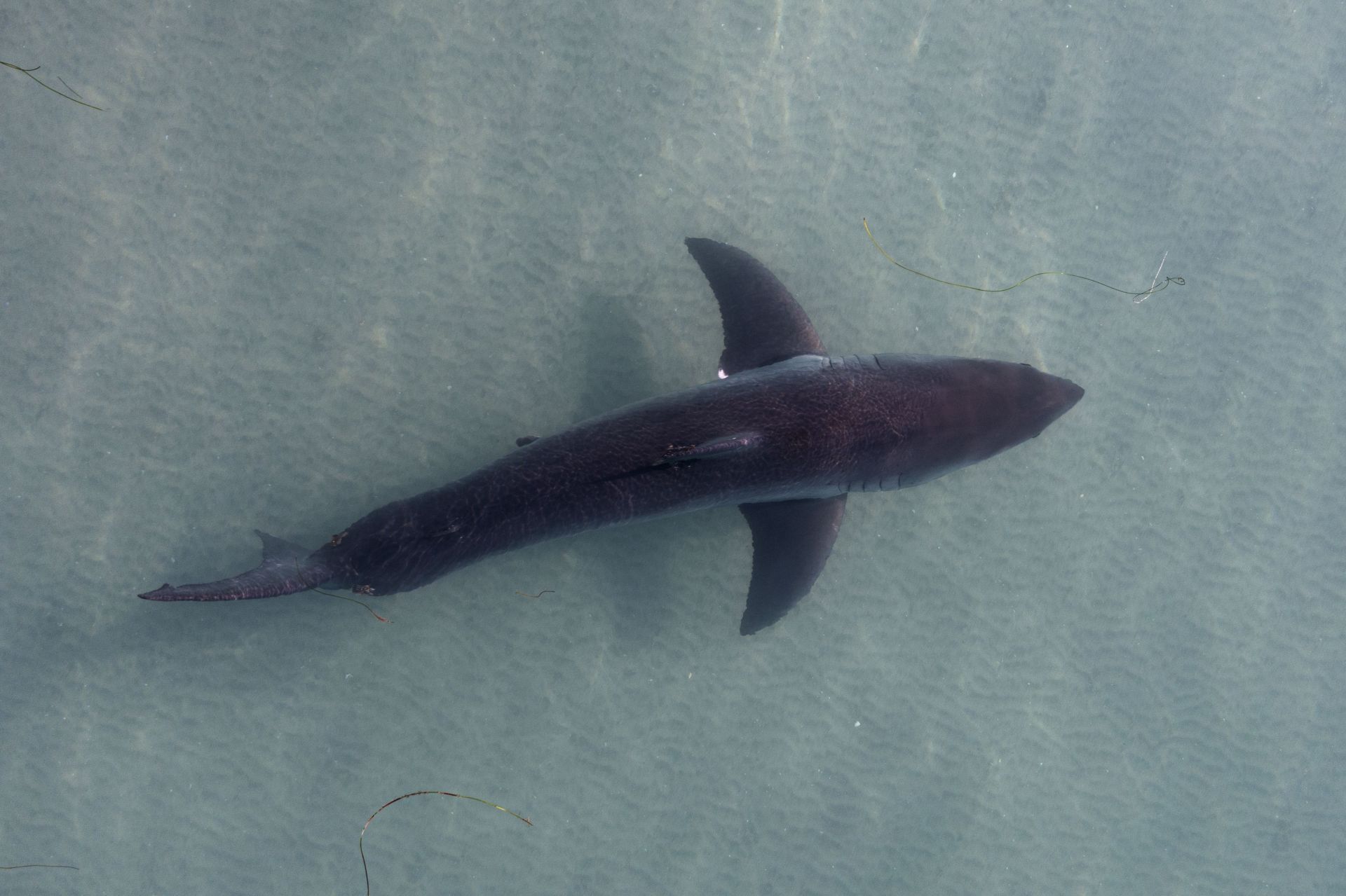 San Diego White Sharks - Source: Getty