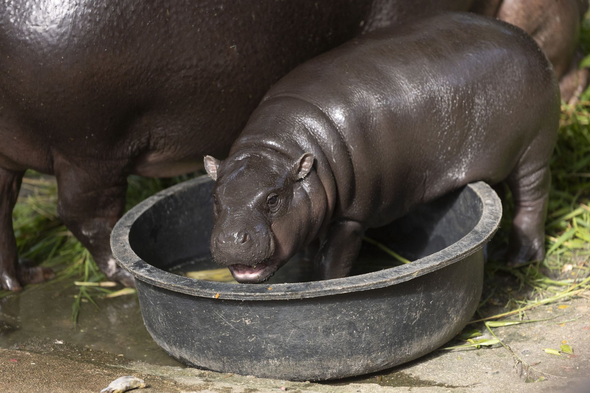 Pygmy Hippo Moo Deng Continues To Delight People - Source: Getty