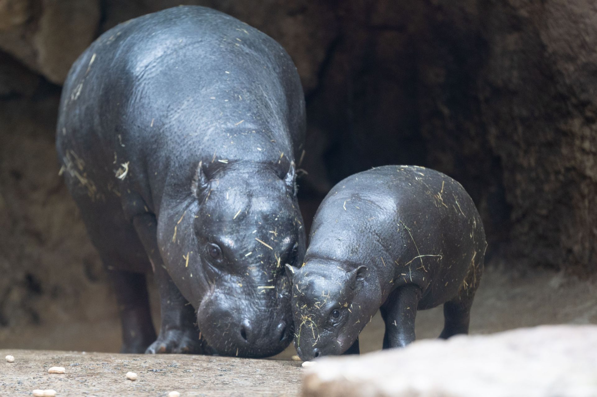 Hippopotamus offspring Toni goes on his first dive - Source: Getty