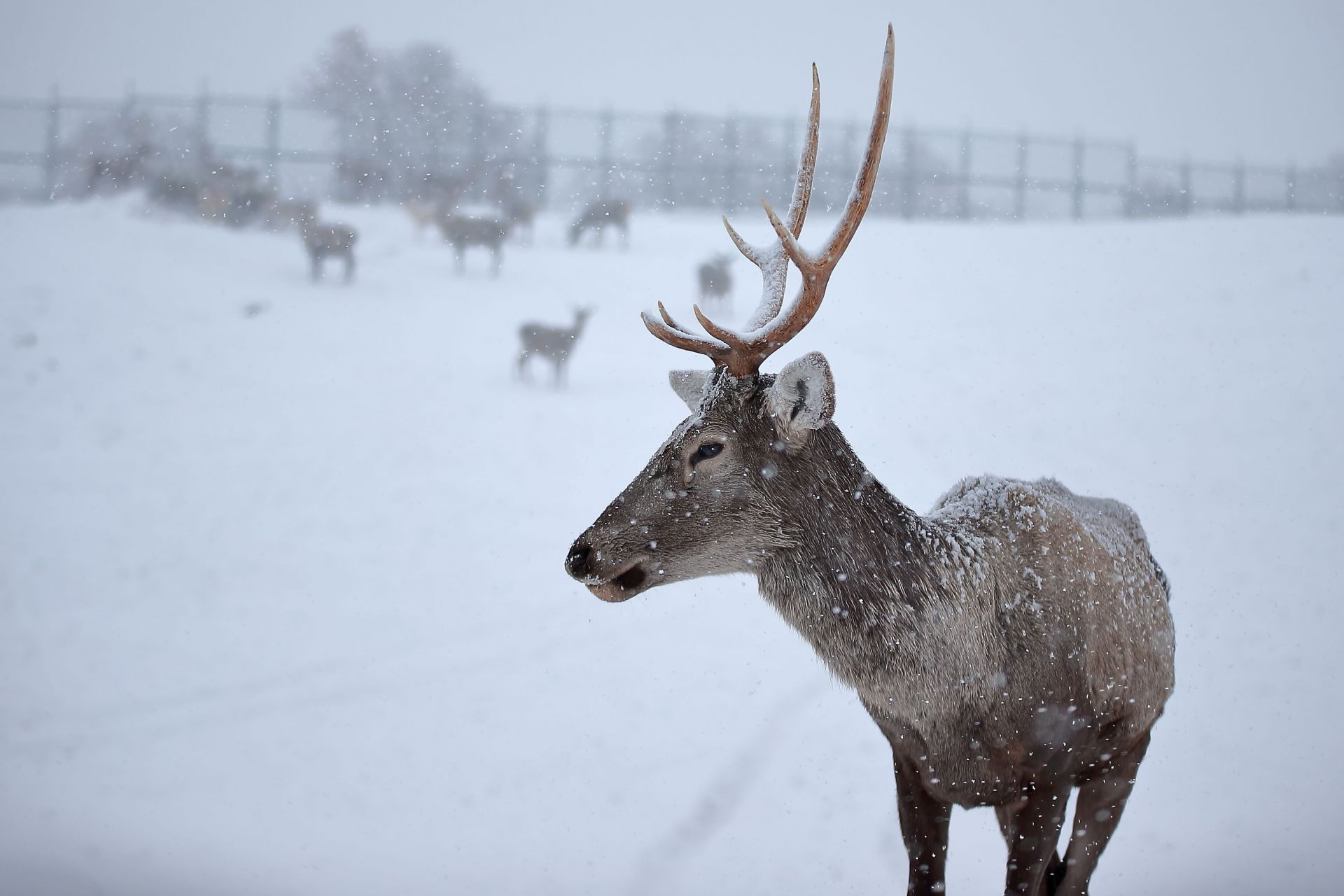 Deers of Turkiye