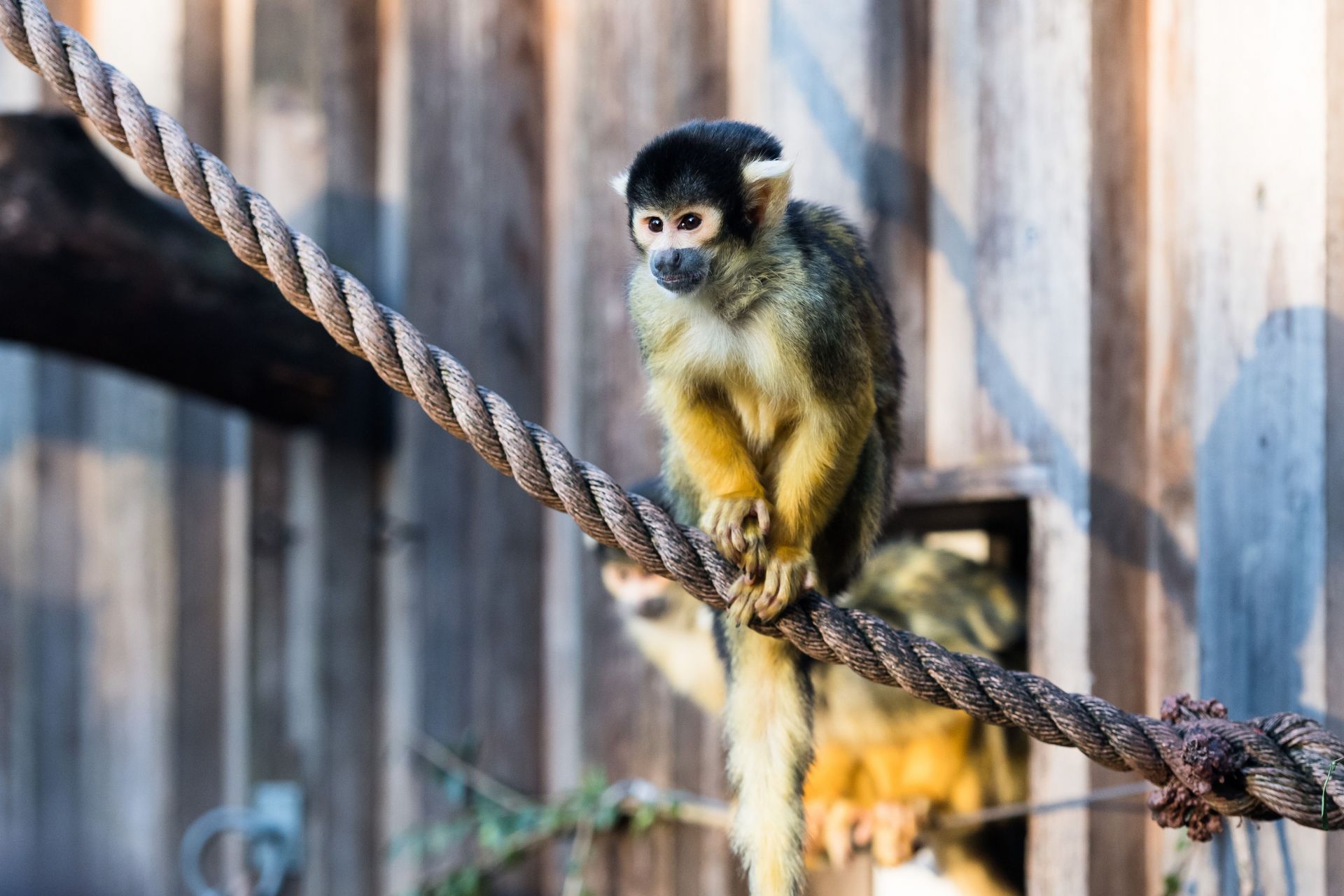 Annual stock-take at London Zoo - Source: Getty