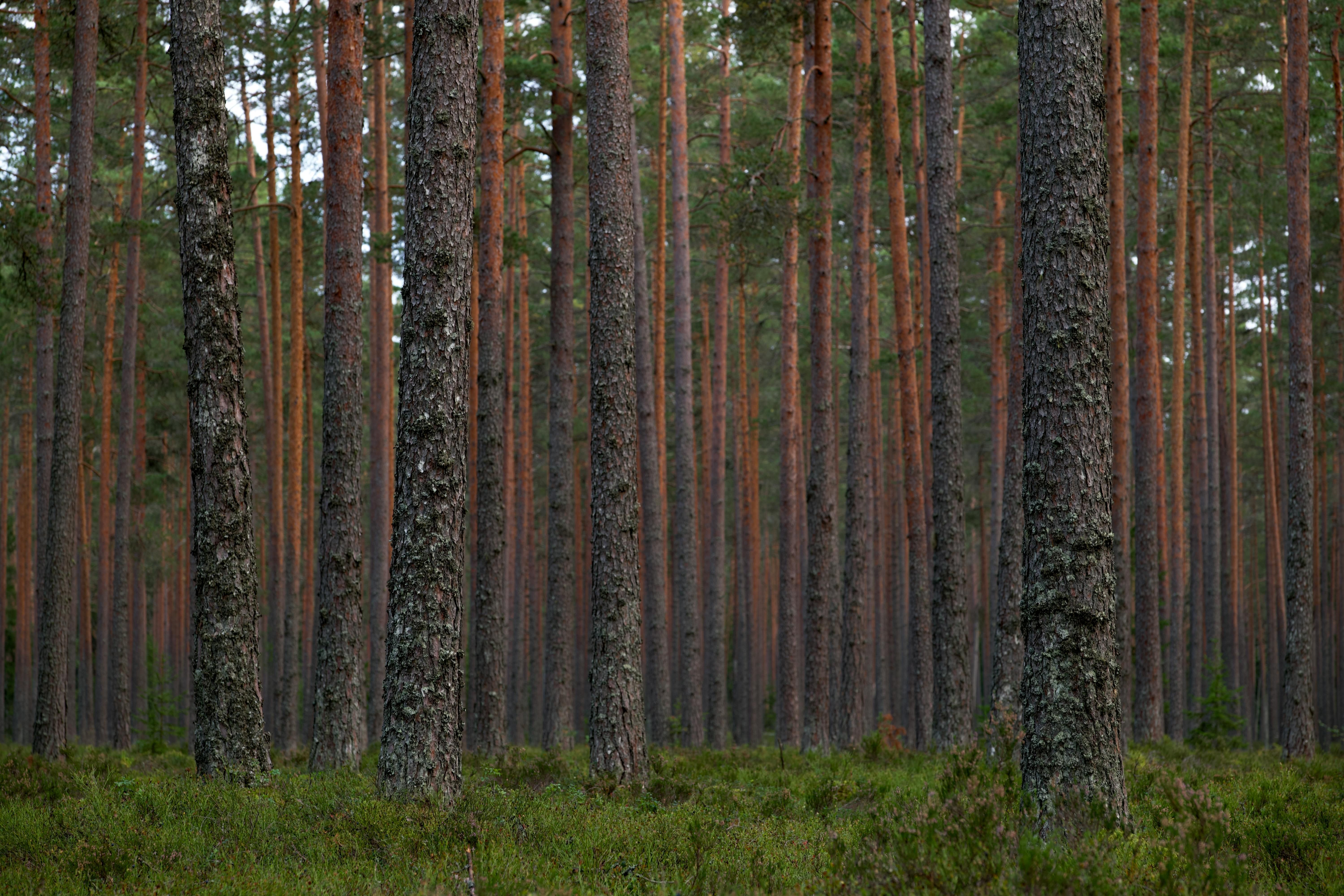 A Pine Forest (Image via Pexels)