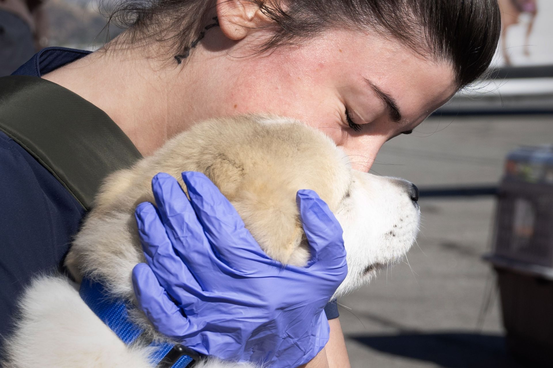 California Wildfires Animals - Source: Getty