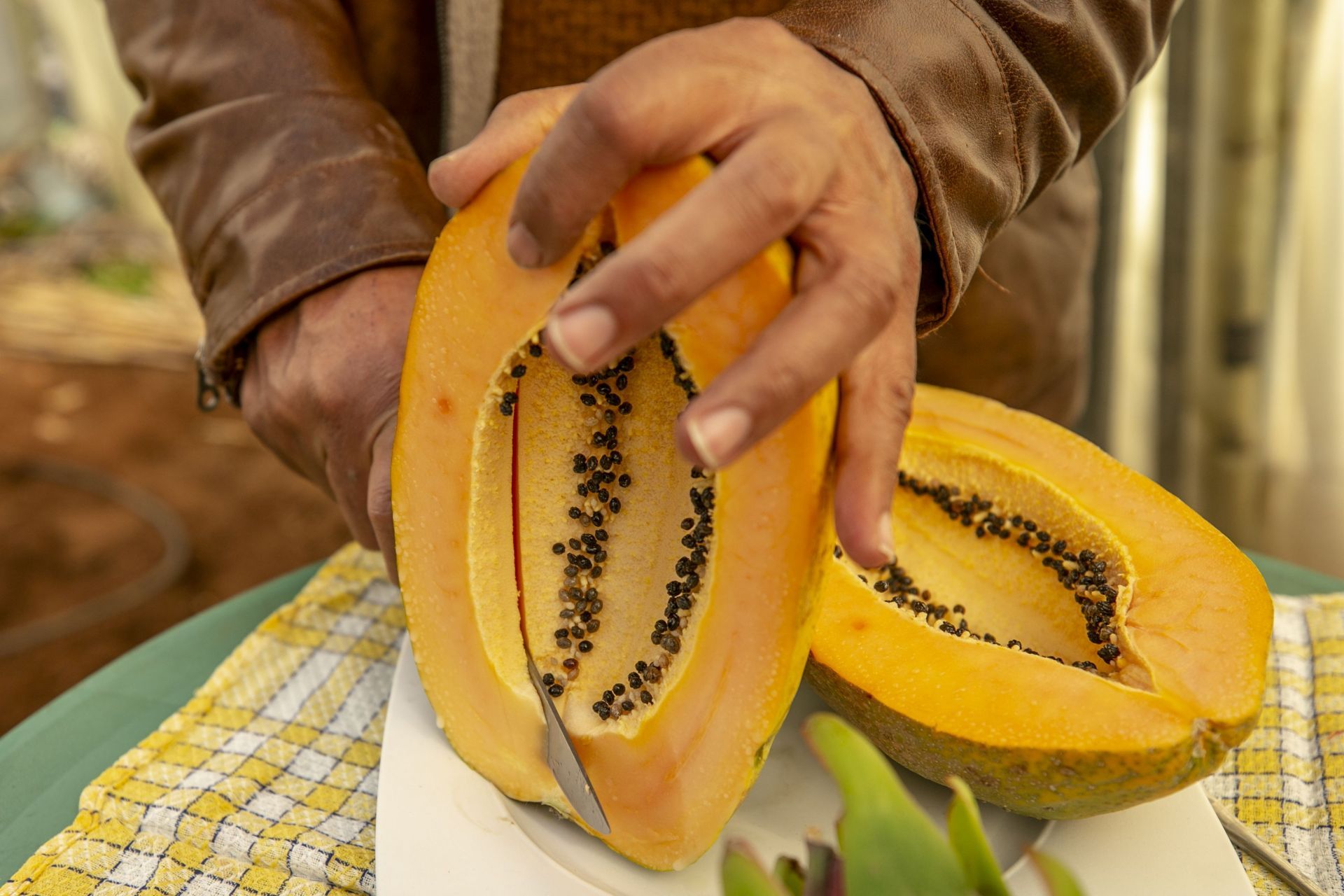 Farmers in Tunisia switch to &#039;drought-friendly&#039; crops - Source: Getty