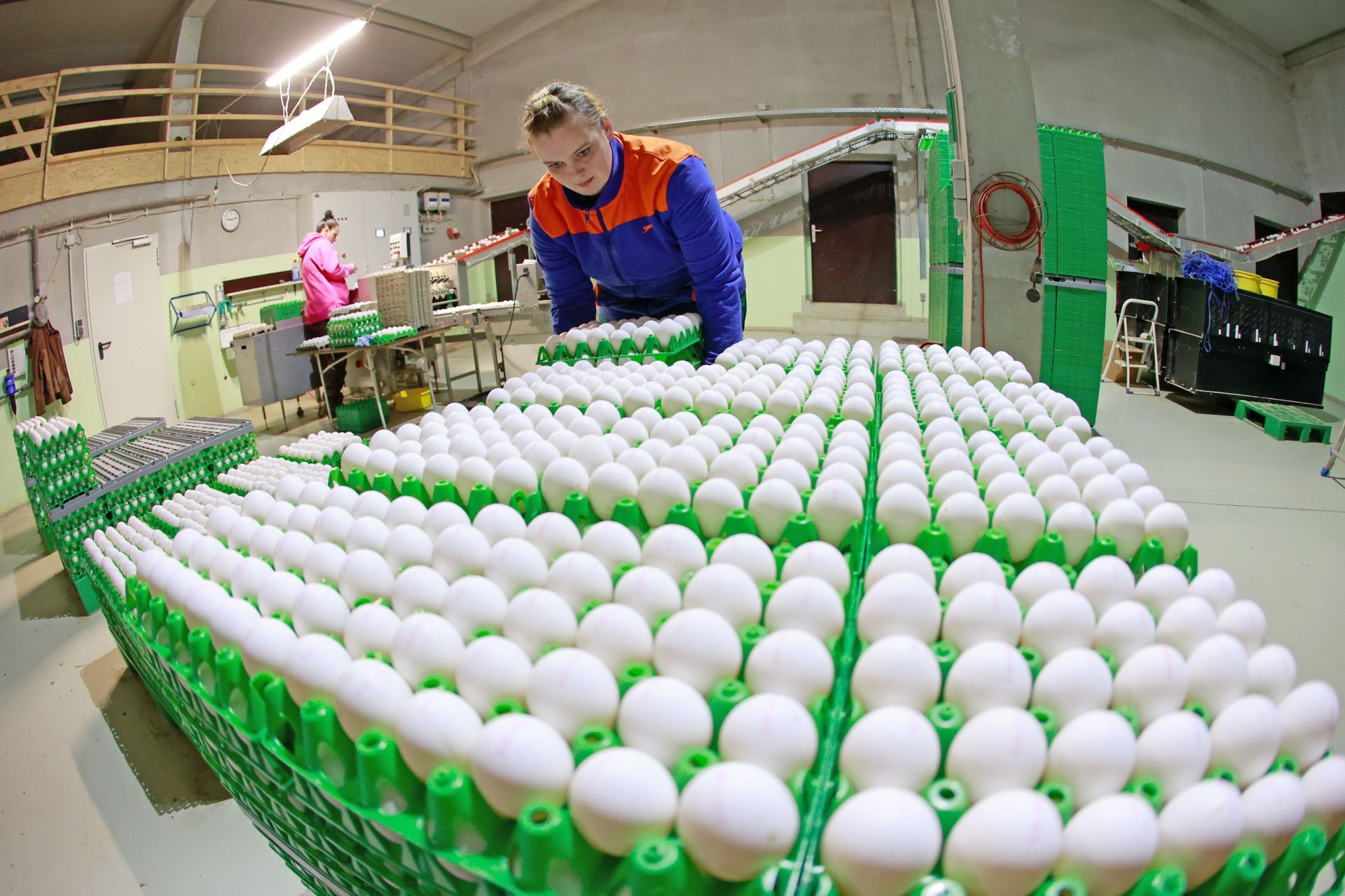 Egg farm in Cattenstedt prepares for Easter - Source: Getty