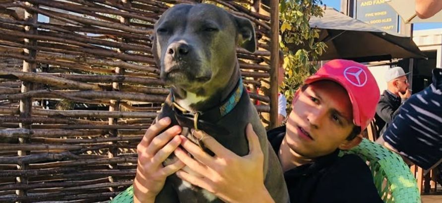 How many dogs does Tom Holland have?