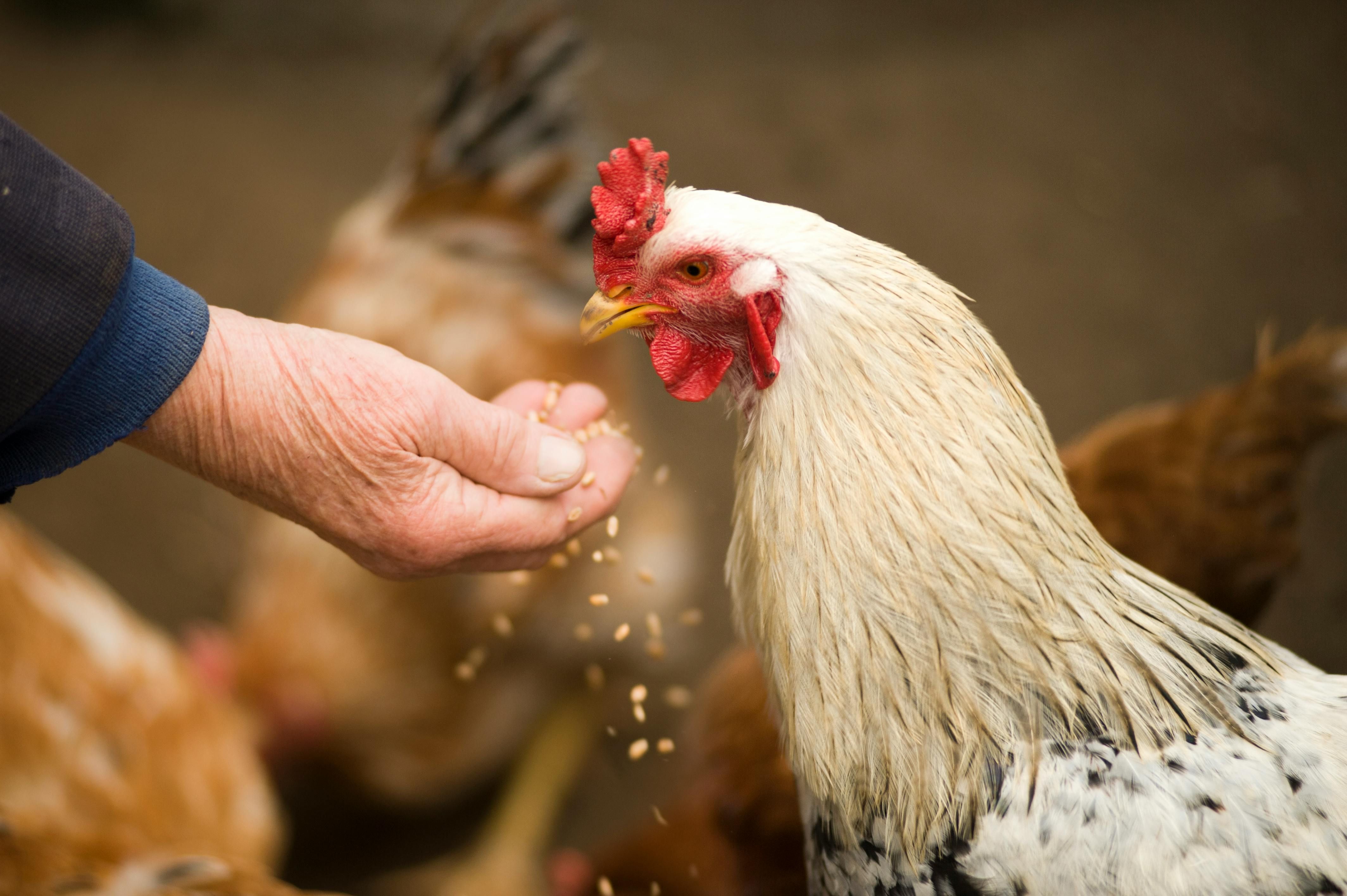 Poultry Birds (Image via Oleksandr P / Pexels)