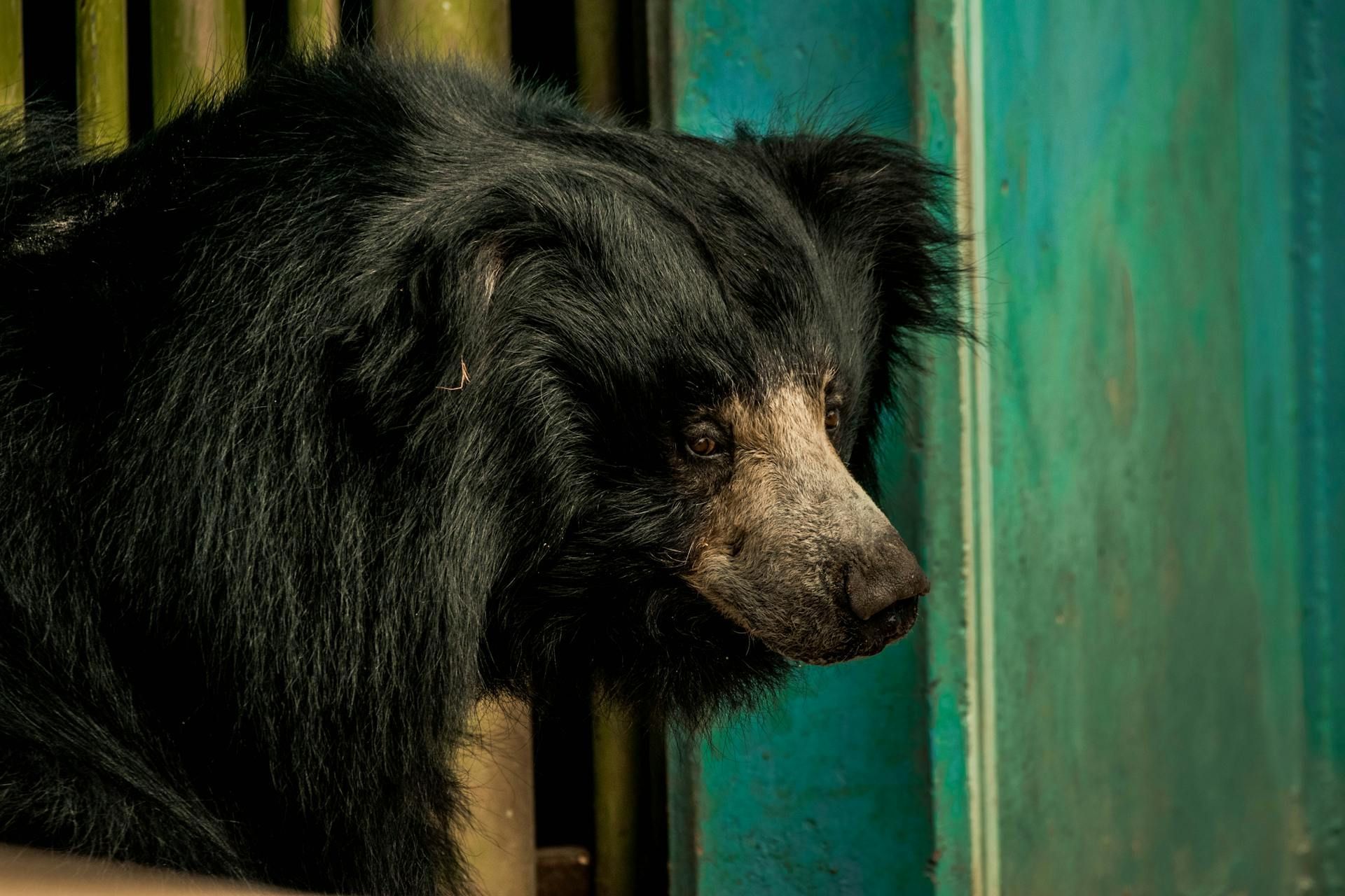 The Jim Thorpe black bear tested positive for rabies.