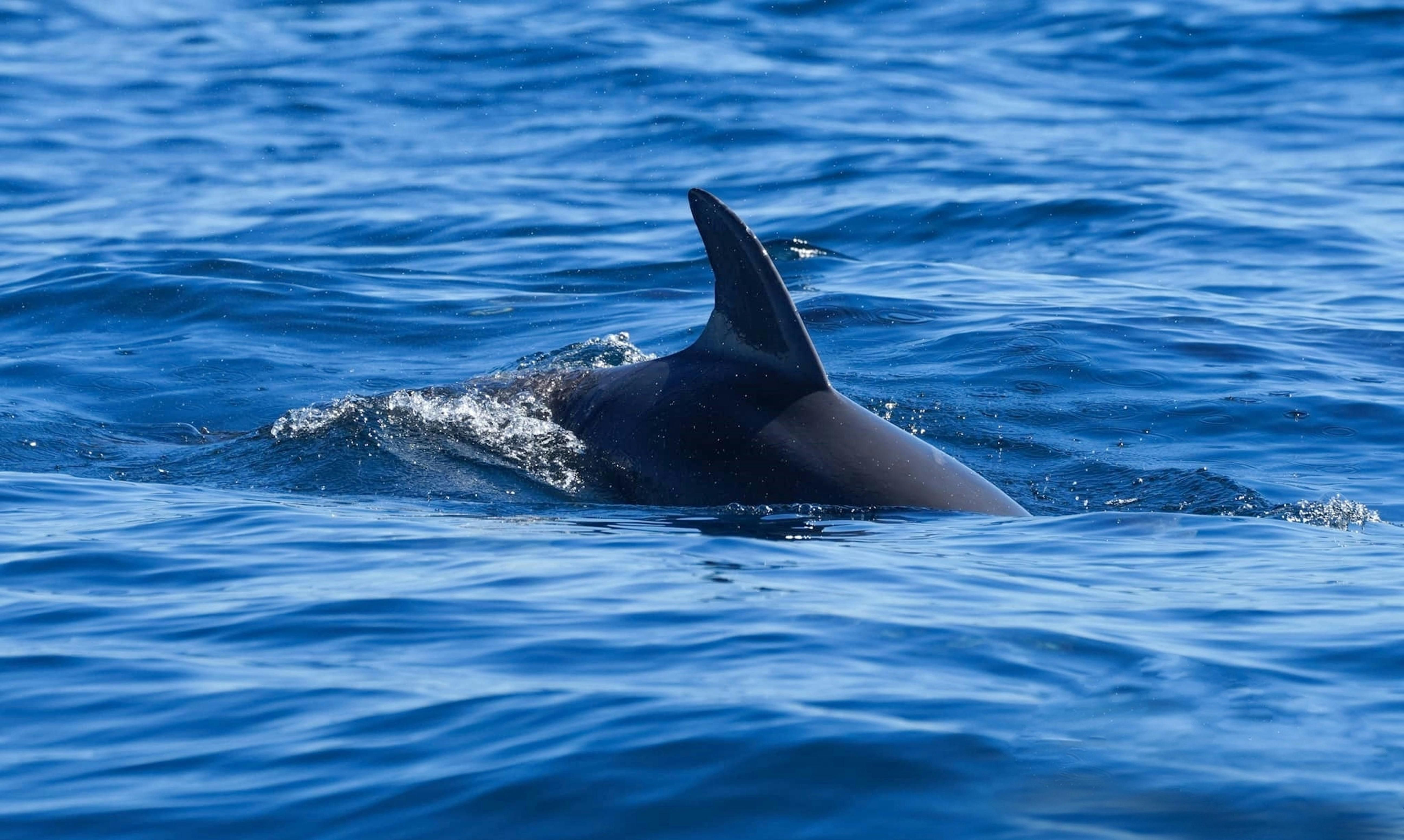 Shark Swimming in Sea (Image via Sandrine Cornille / Pexels)