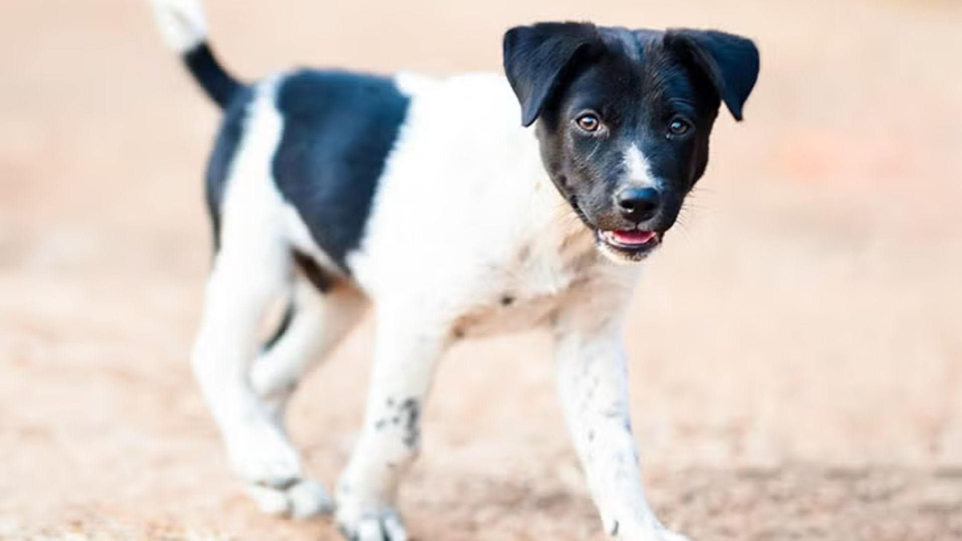 Danish-Swedish Farmdog (Image via American Kennel Club)