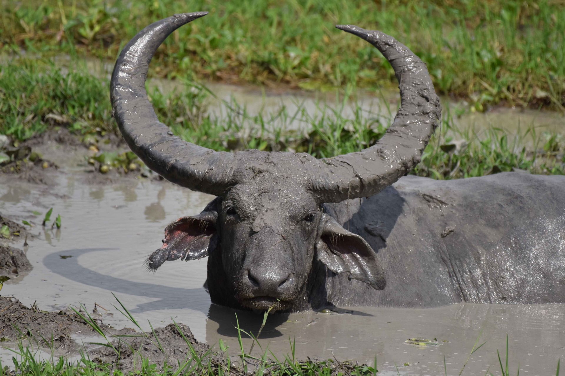 India Wildlife - Source: Getty