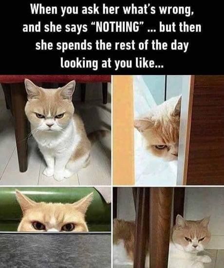 Cat Memes