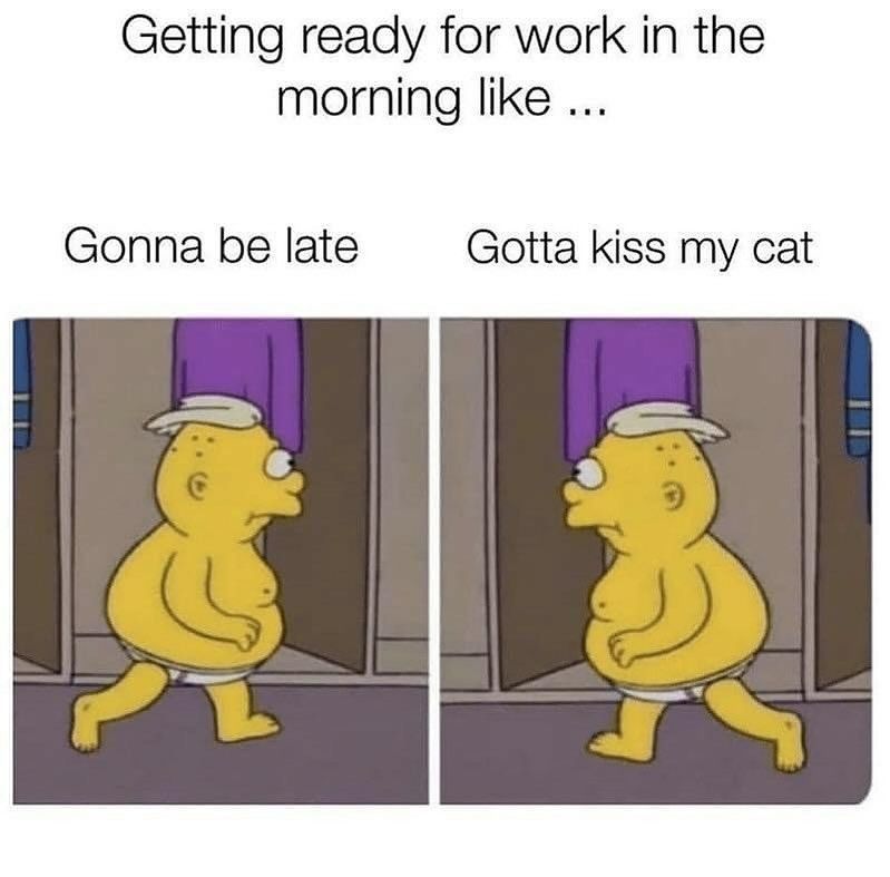 Cat Memes