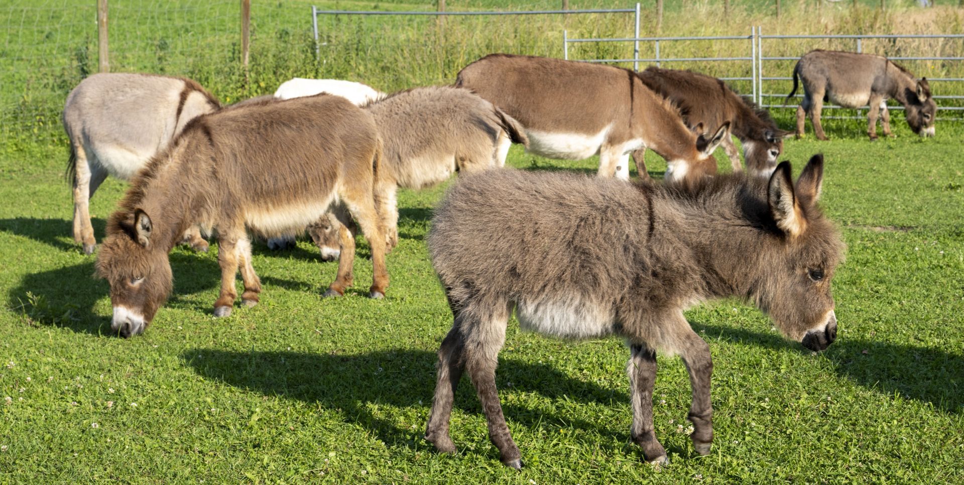 Little long ears: Alois Rapp breeds miniature donkeys - Source: Getty