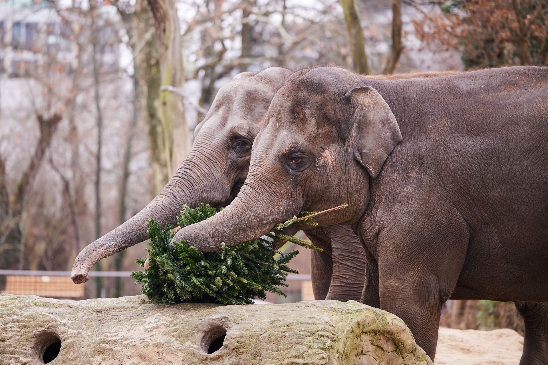 Christmas tree feeding at Zoo Berlin - Source: Getty