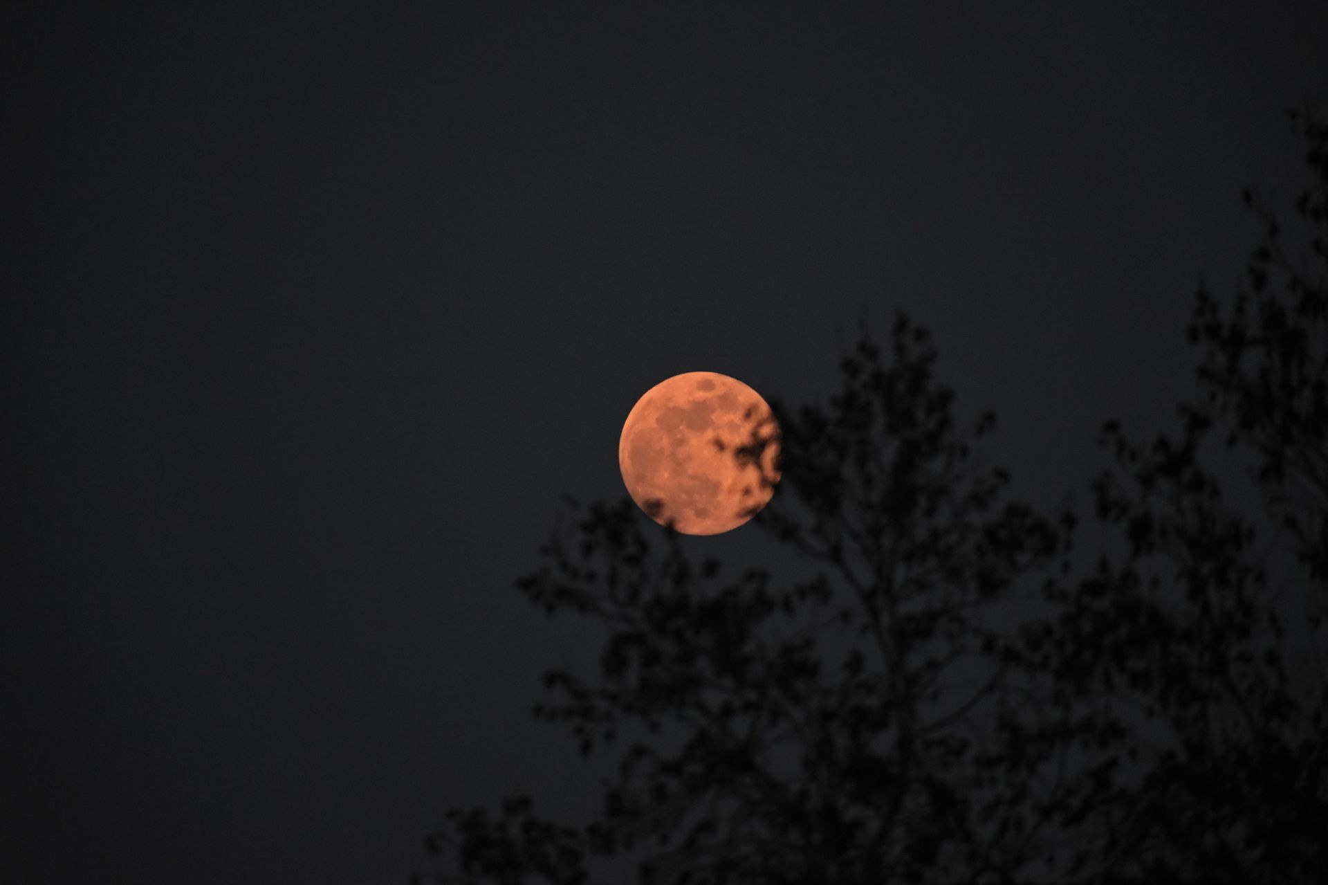 Wolf Moon Rises In Jammu And Kashmir - Source: Getty