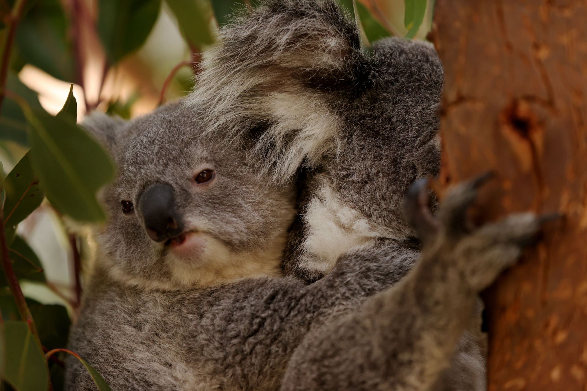 Koala Named After Olympic Gold Medallists Jess And Noemie Fox - Source: Getty