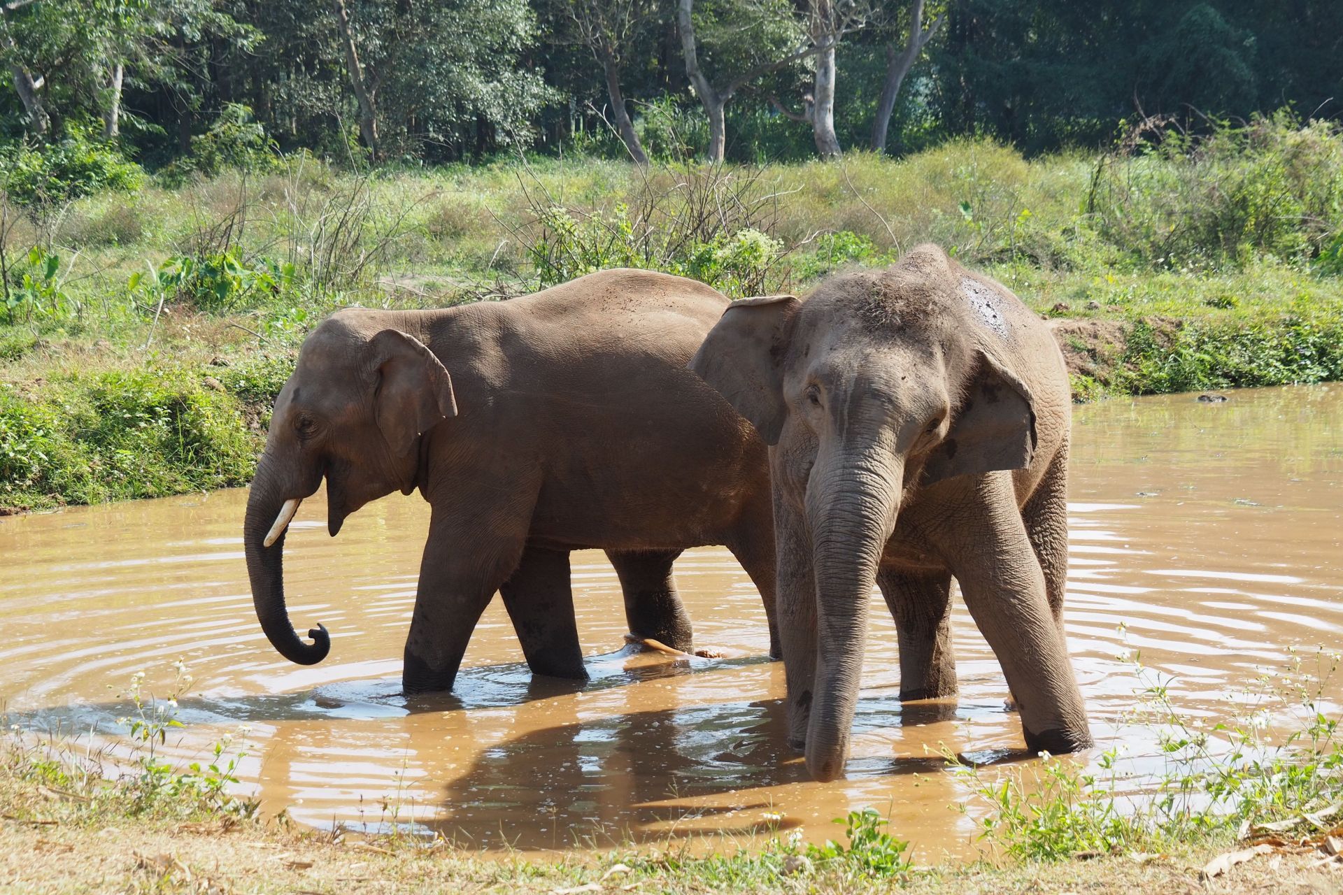 Asian elephants in Thailand - Source: Getty