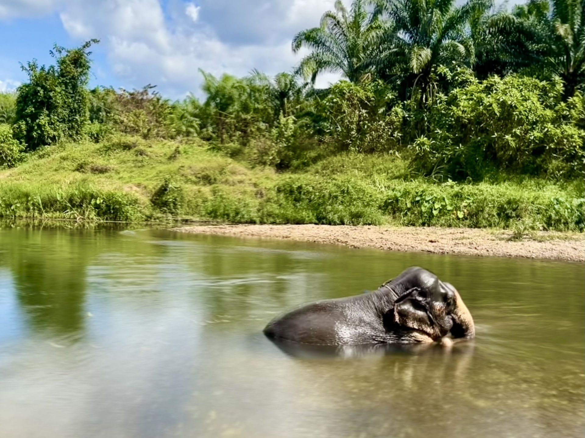 Asian elephants in Thailand - Source: Getty