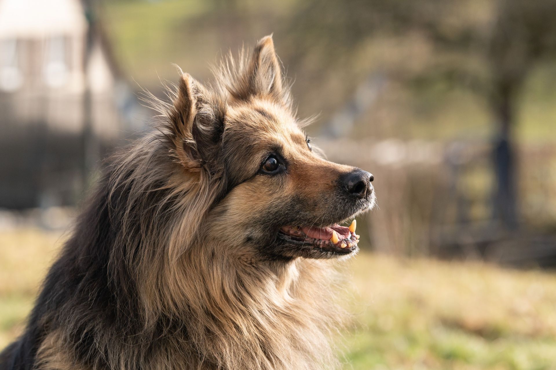 Dogs - Source: Getty