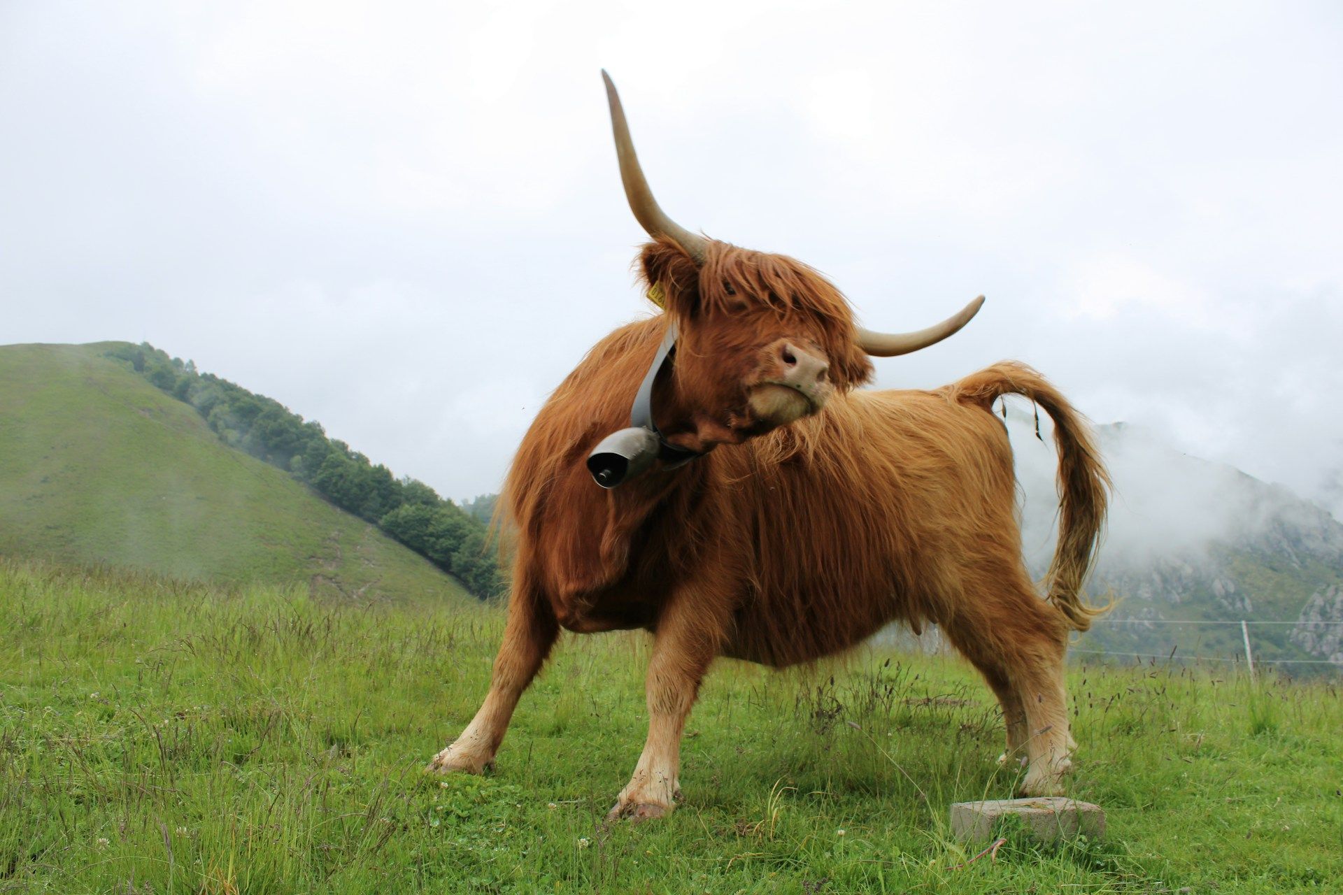 Image of a big bull (Image via Unsplash/Paolo Feser)