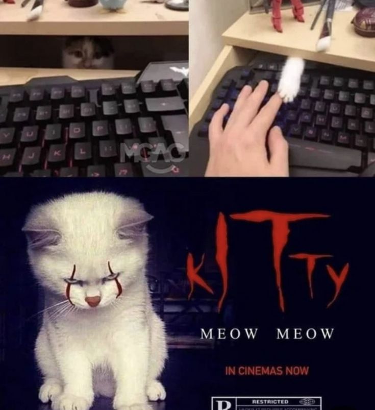 Cat Memes