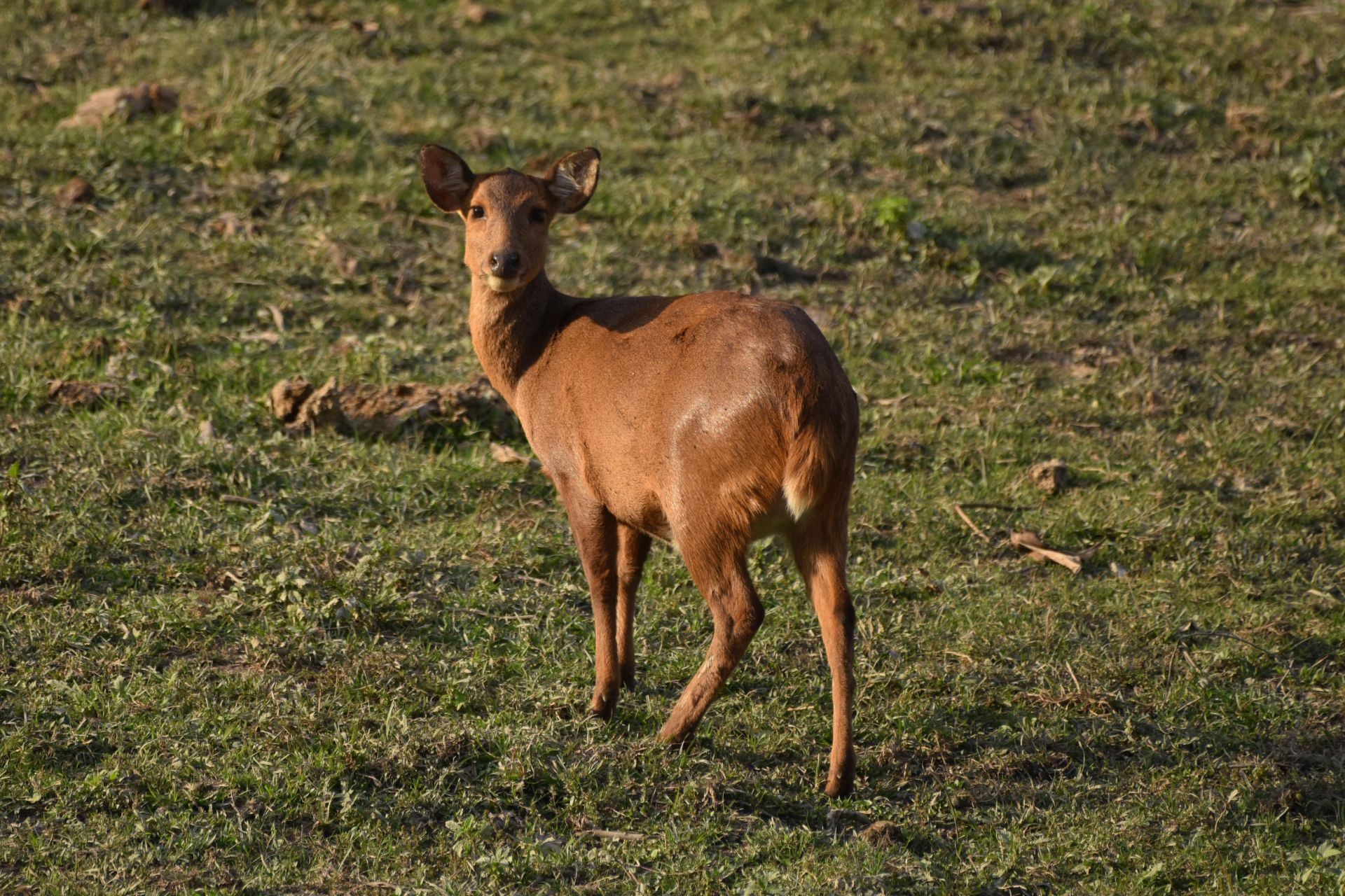 India Wildlife - Source: Getty