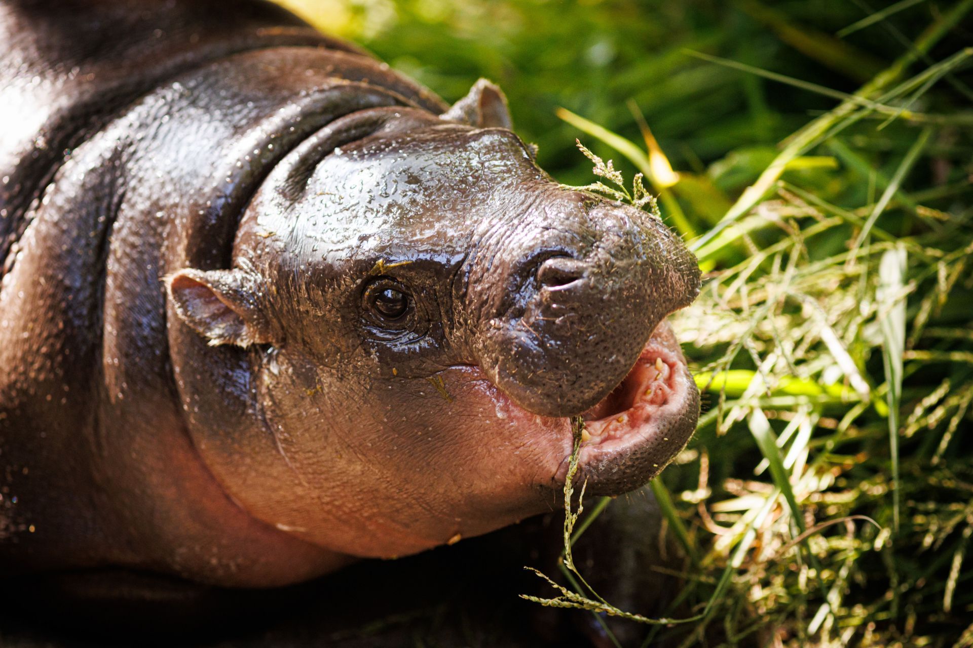 Pygmy Hippo Moo Deng Continues To Delight People - Source: Getty