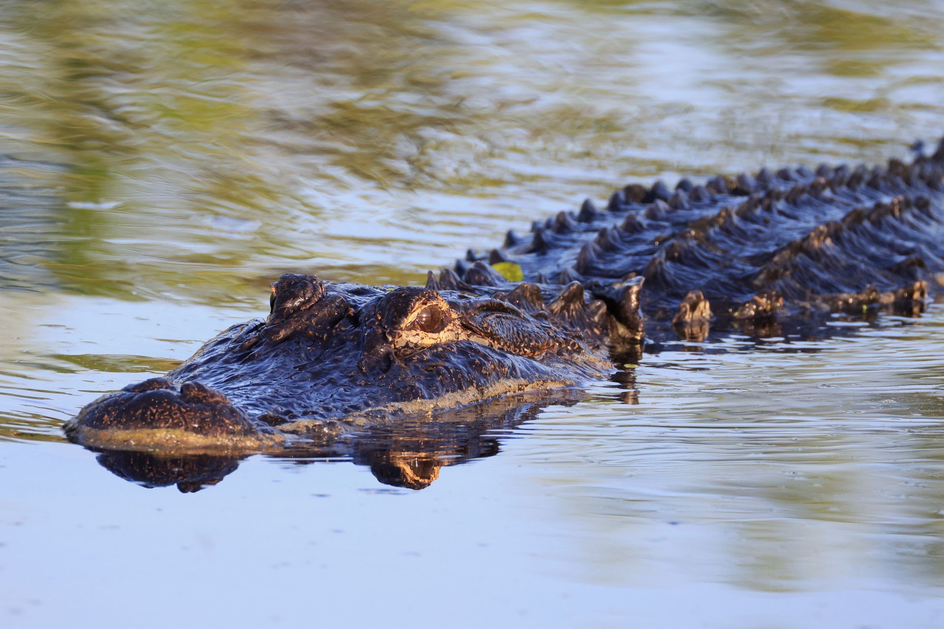 Florida Wildlife And Daily Life Scenes - Source: Getty