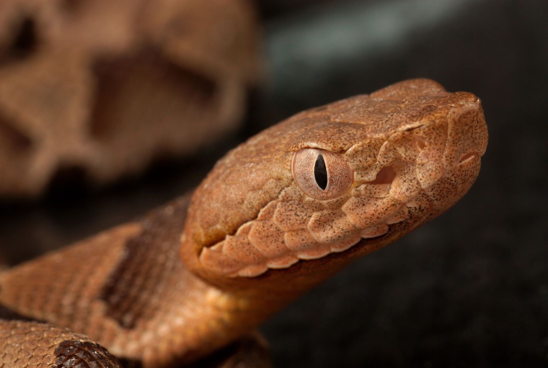 Head Of Southern Copperhead - Source: Getty