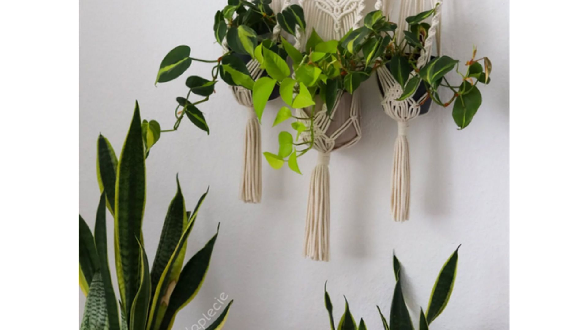 Boho Hanging Plants (Image via Instagram/olaplecie)