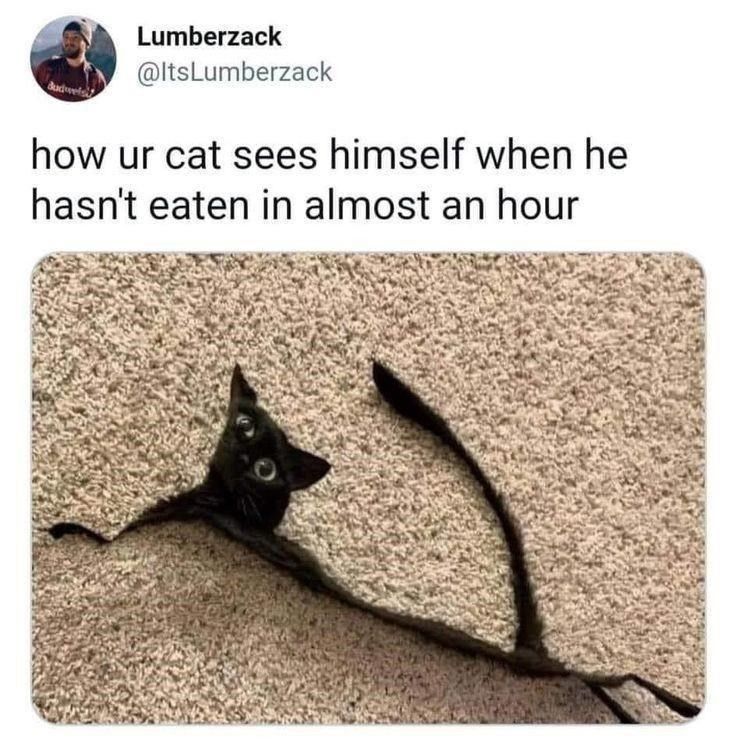 Cat Memes