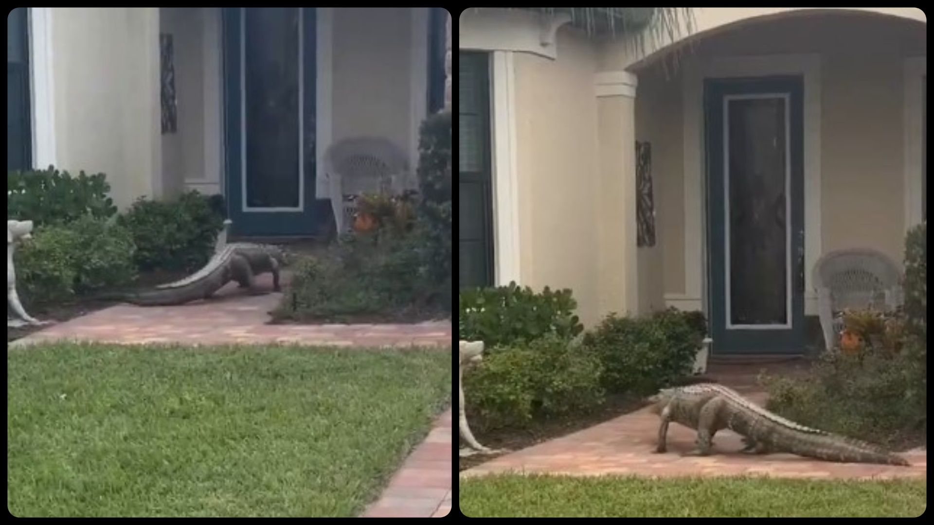 A local resident filmed the alligator on her neighbor&#039;s front porch (Image via X/@MattDevittWX &amp; Stacy Thrasher)