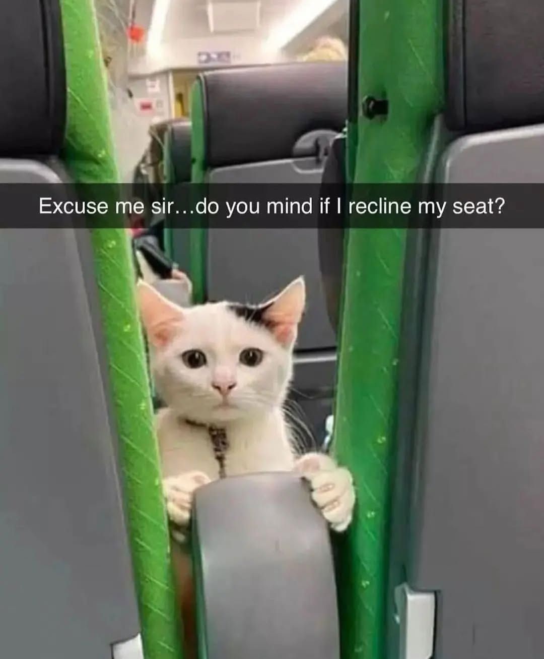 Cat Memes