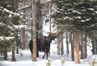 Rocky Mountains National Park (Image via Getty / Matt McClain)