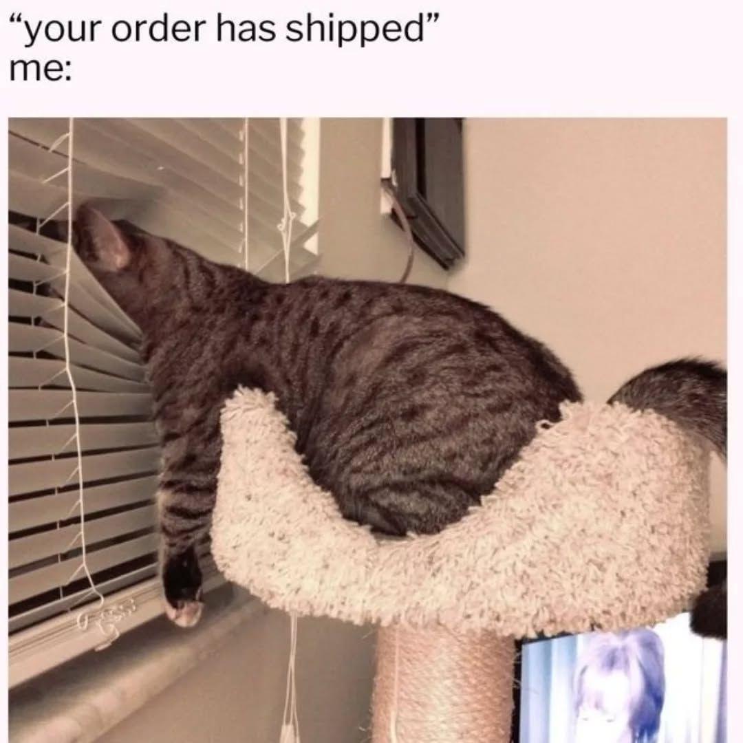 Cat Memes