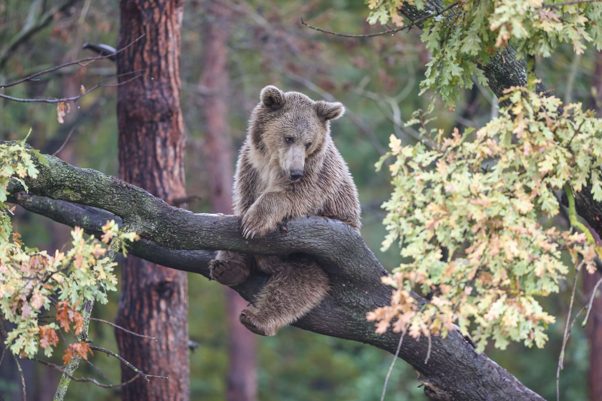 Residents of the bear shelter in Bursa prepare for &quot;hibernation&quot; - Source: Getty