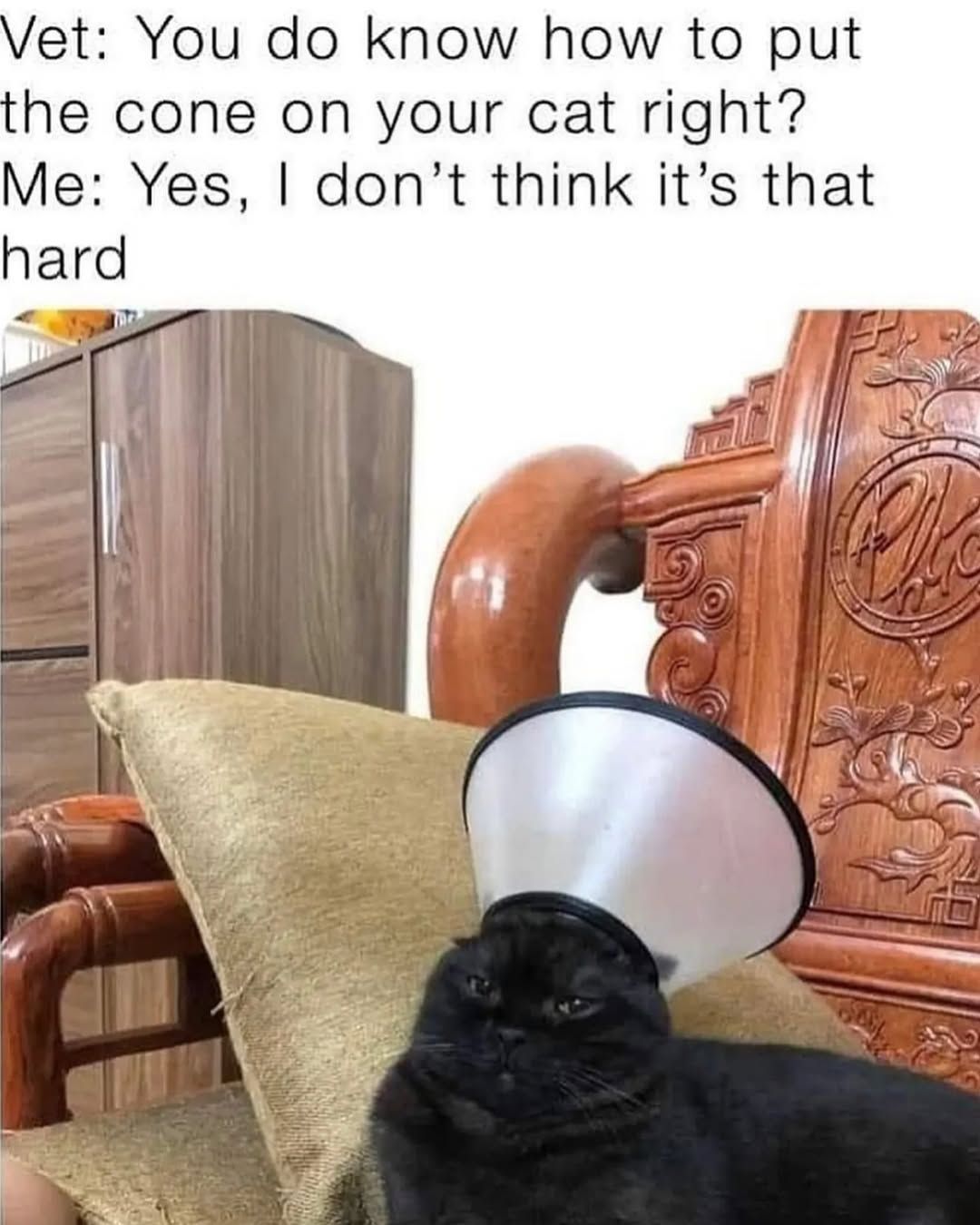 Cat Memes