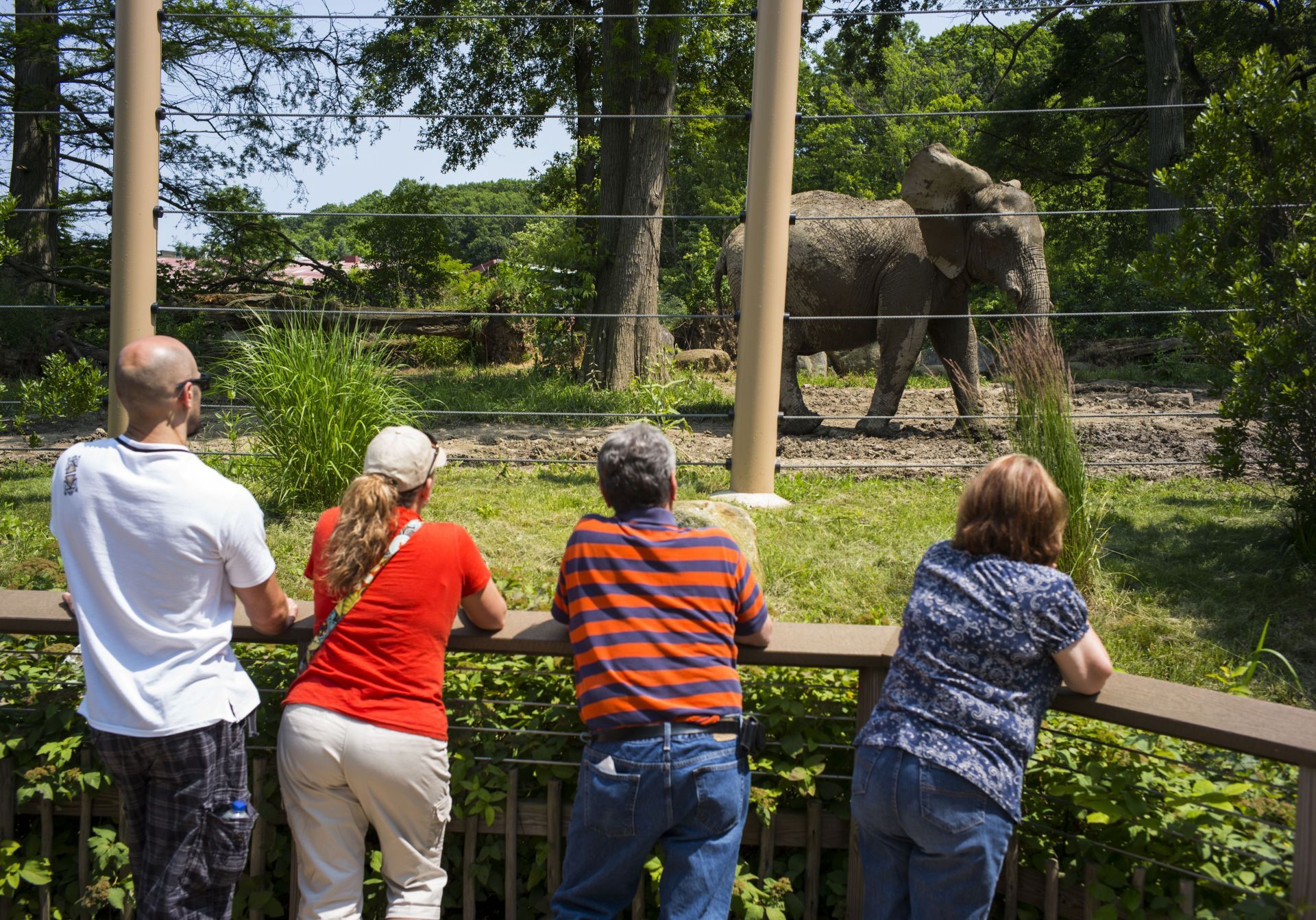 Observing Elephants At The Cleveland Zoo - Source: Getty