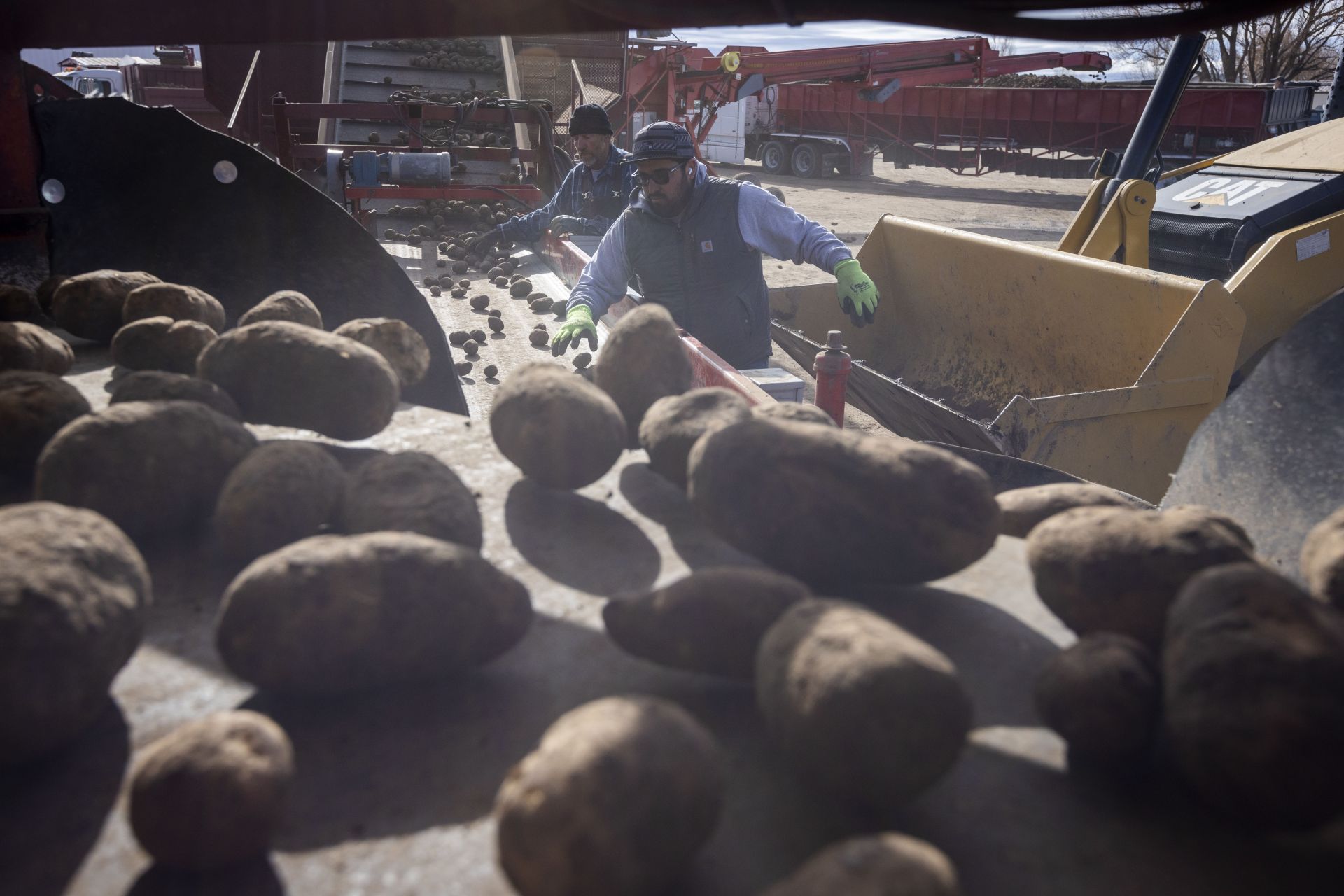 Idaho Farmer Sorts Last Year&#039;s Potatoes Harvest - Source: Getty