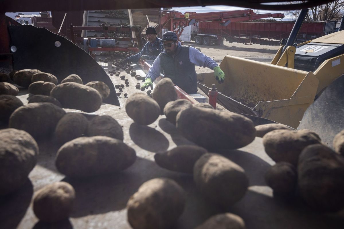 Who started the Boise Idaho Potato drop? History explored as tradition